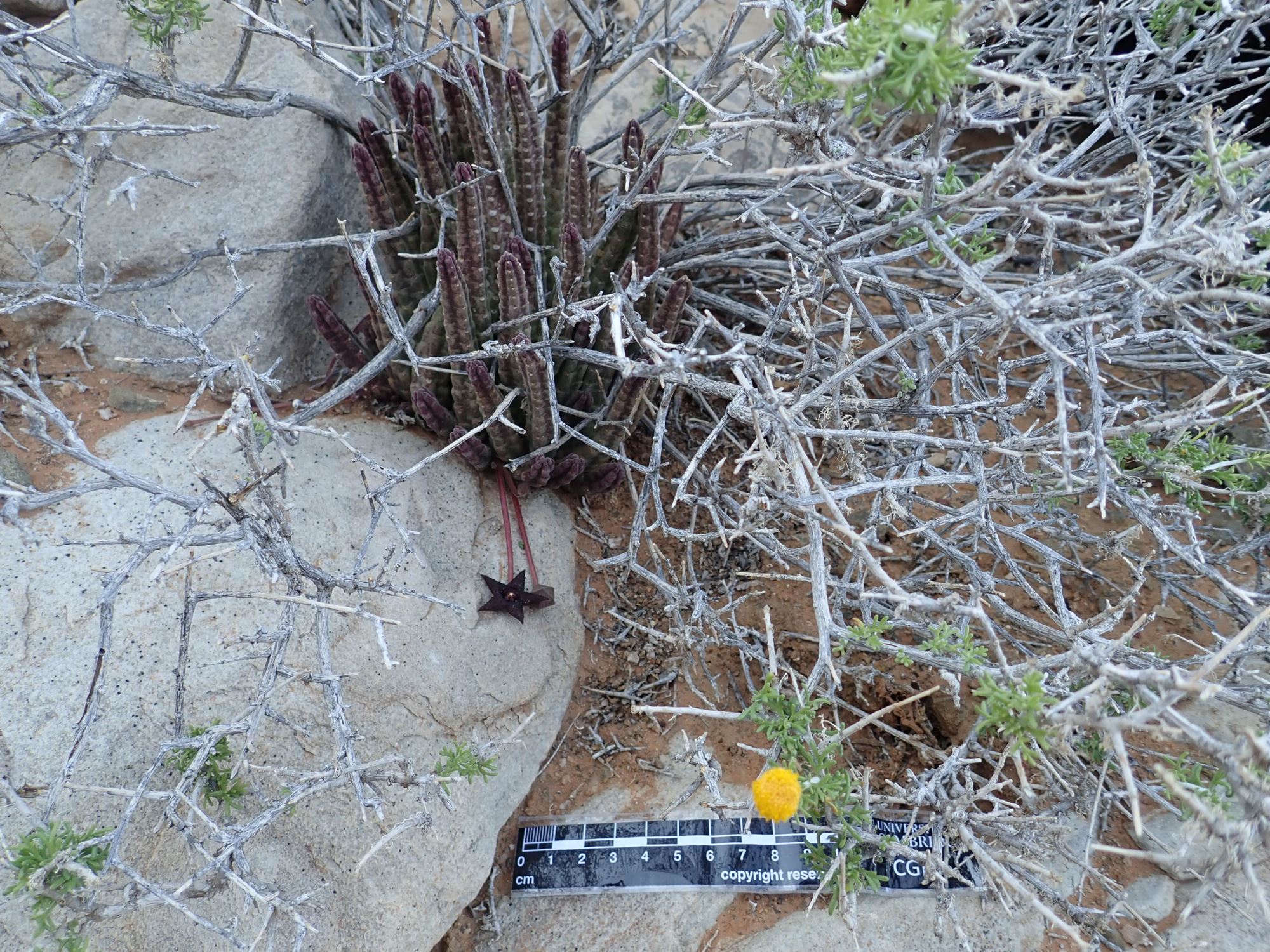 Image of Portulacaria namaquensis