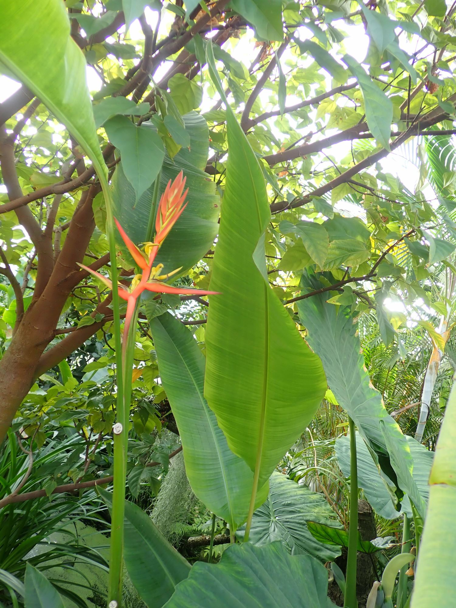 Image of Heliconia latispatha