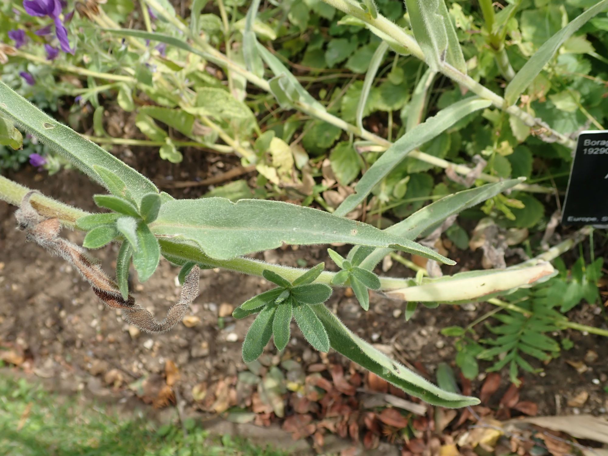 Image of Anchusa officinalis