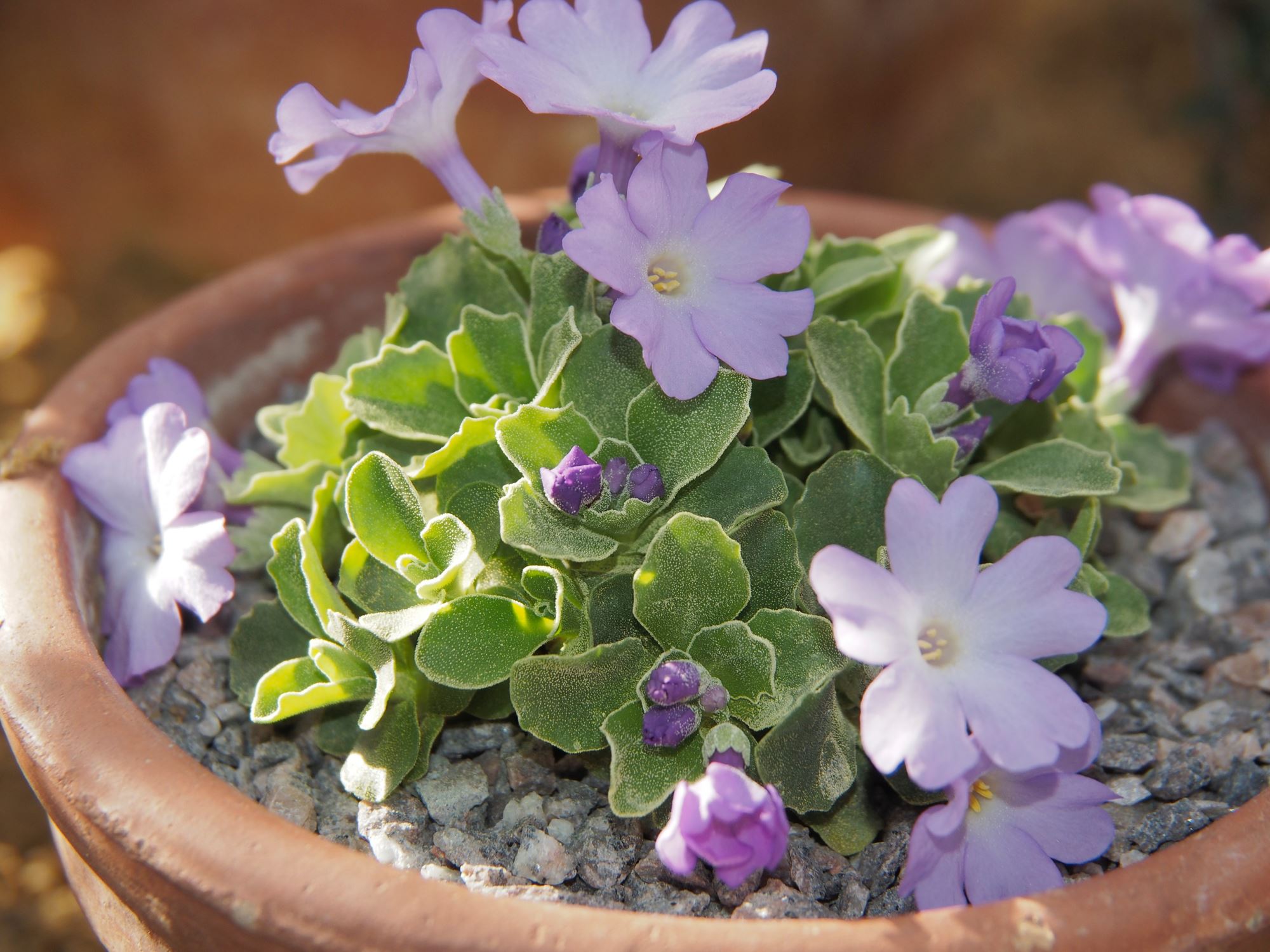 Image of Primula 'Maris Tabard'