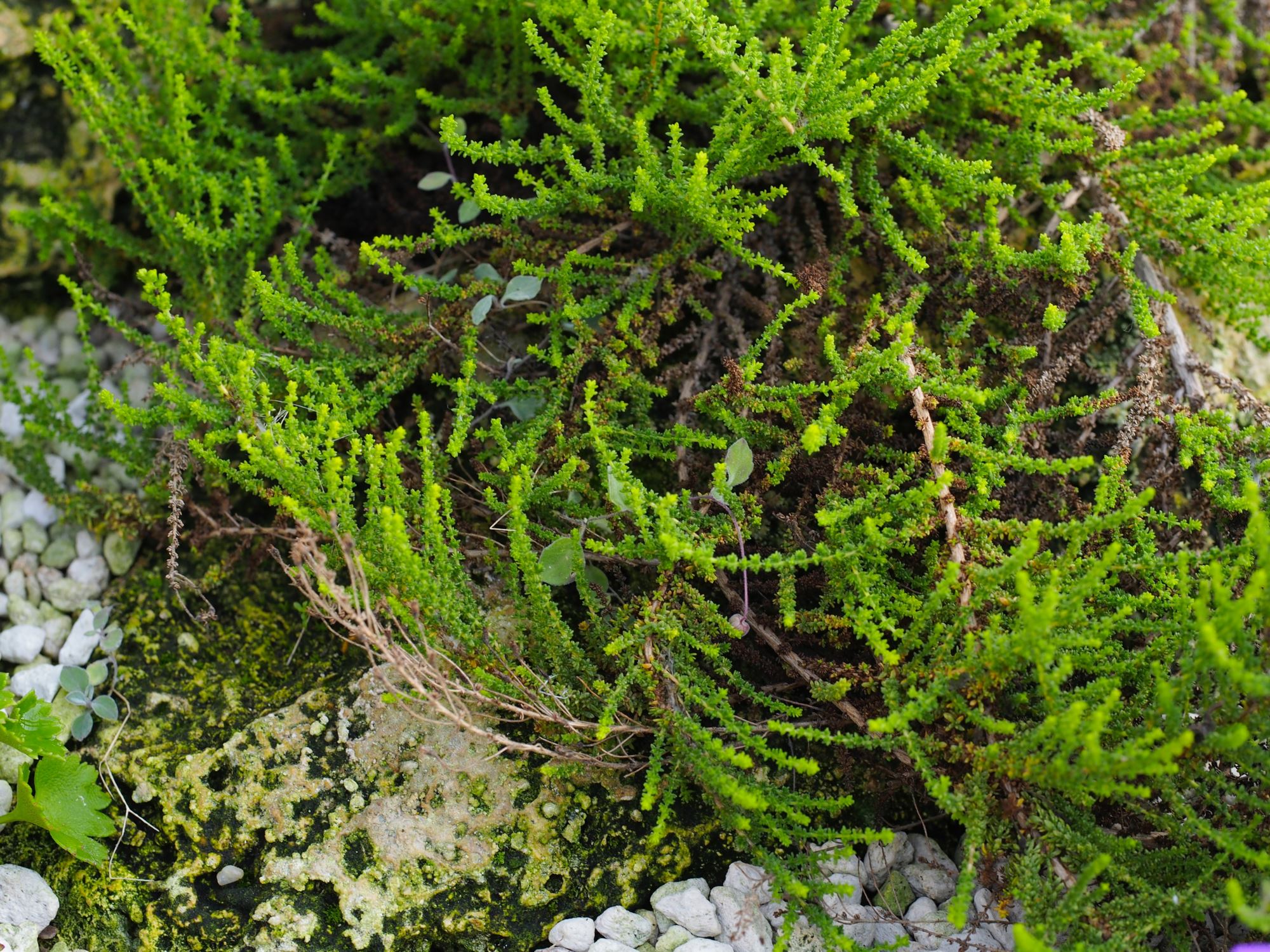Image of Rhodohypoxis milloides