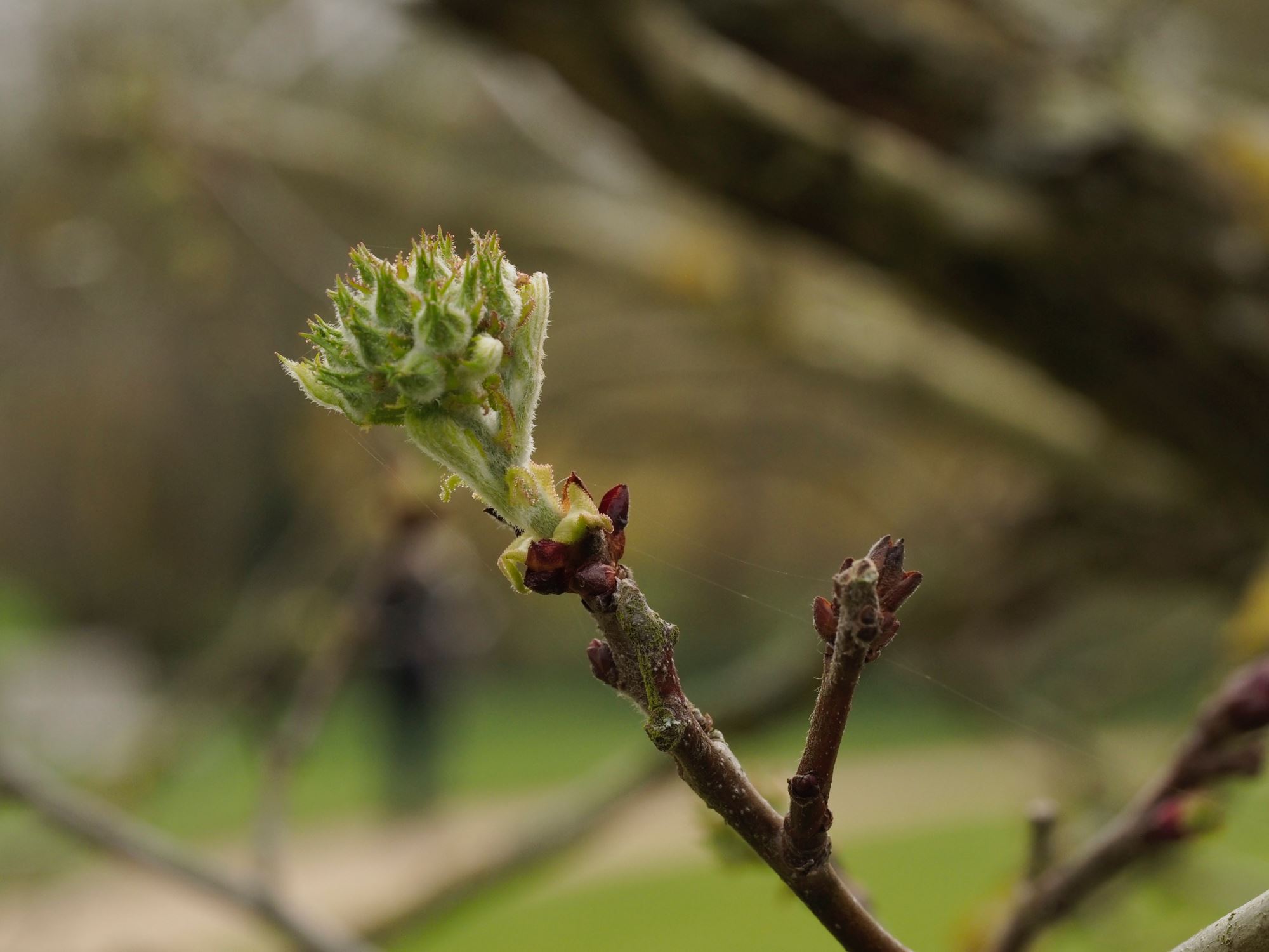 Image of Crataegus mollis
