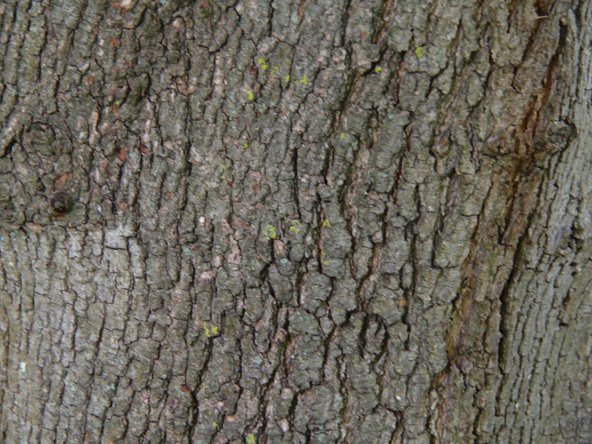 Image of Acer platanoides 'Goldsworth Purple'
