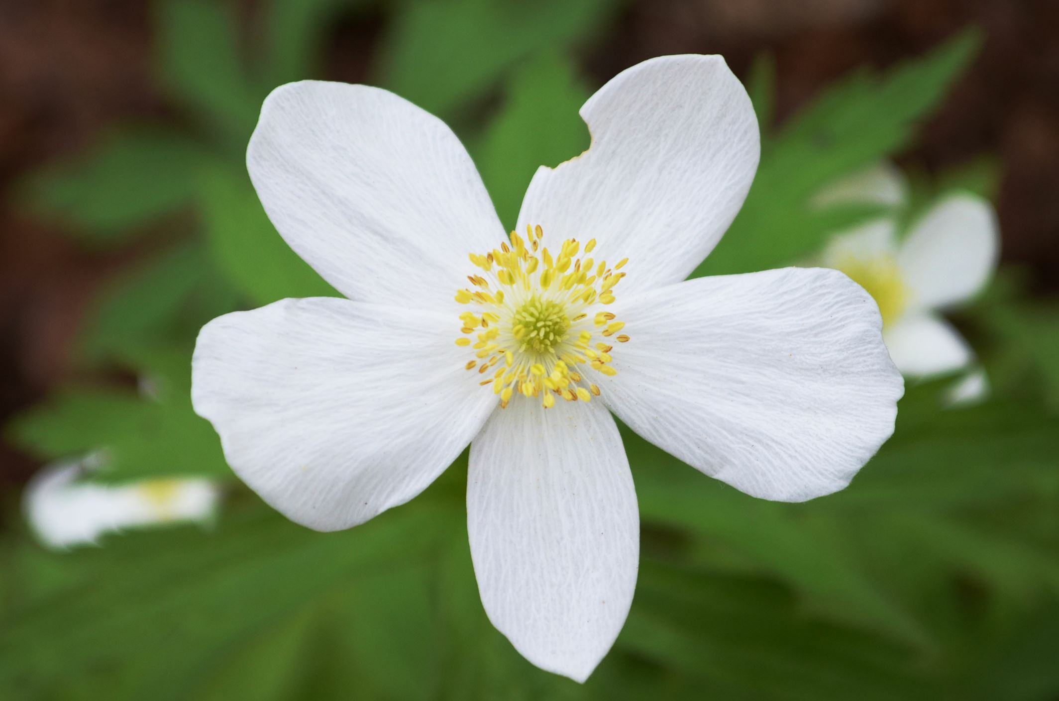 Image of Anemonastrum canadense