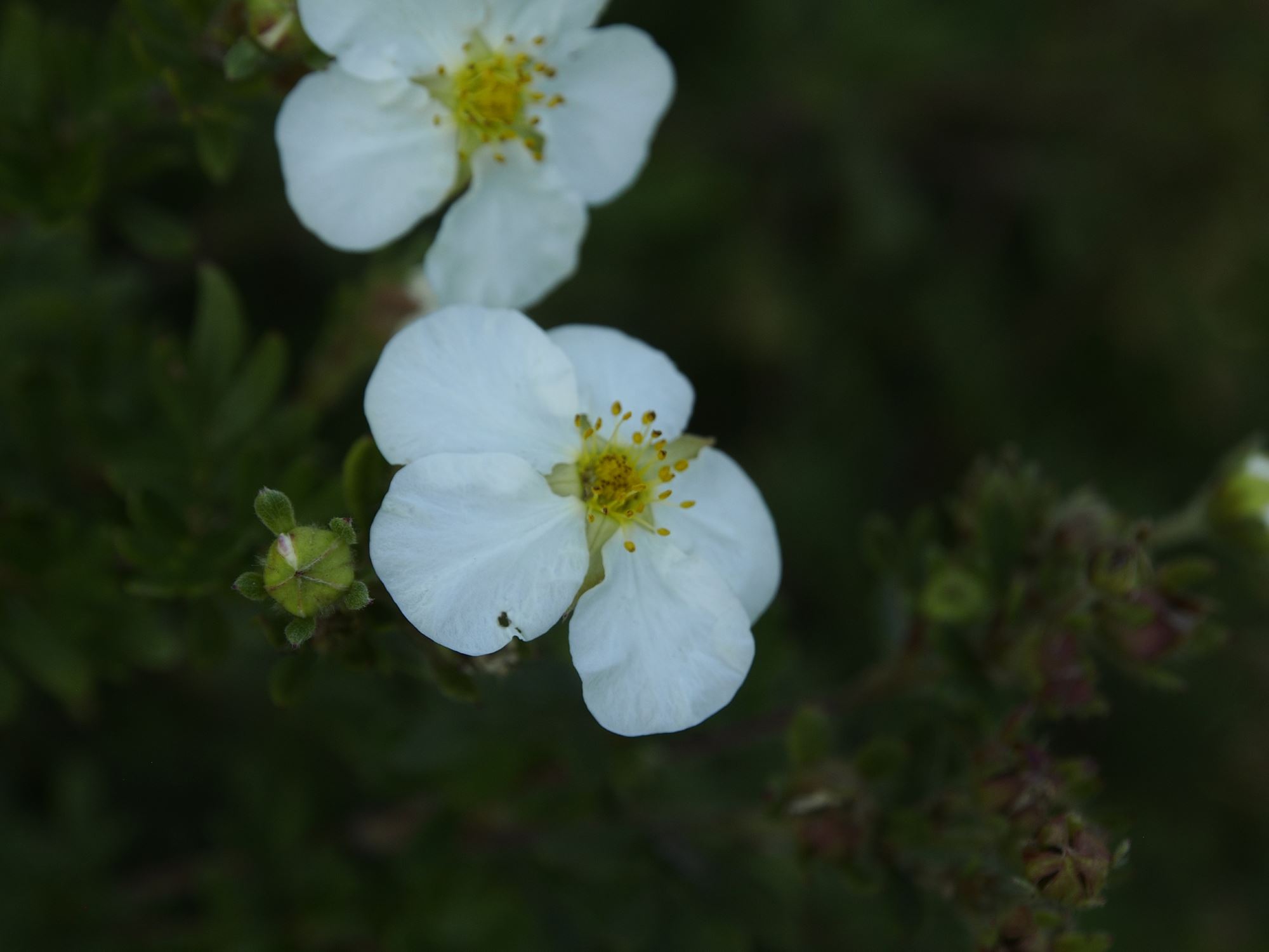 Image of Potentilla fruticosa 'Snowflake'