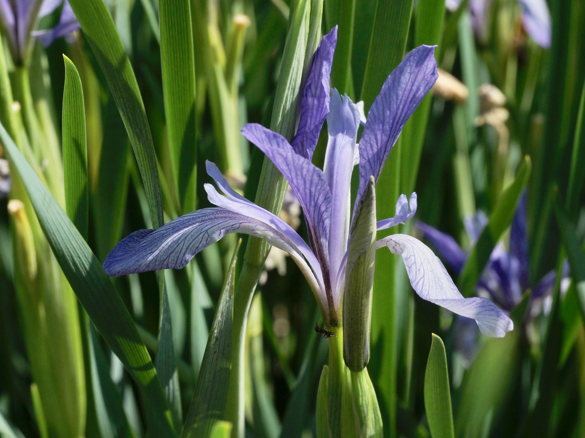 Image of Iris foetidissima