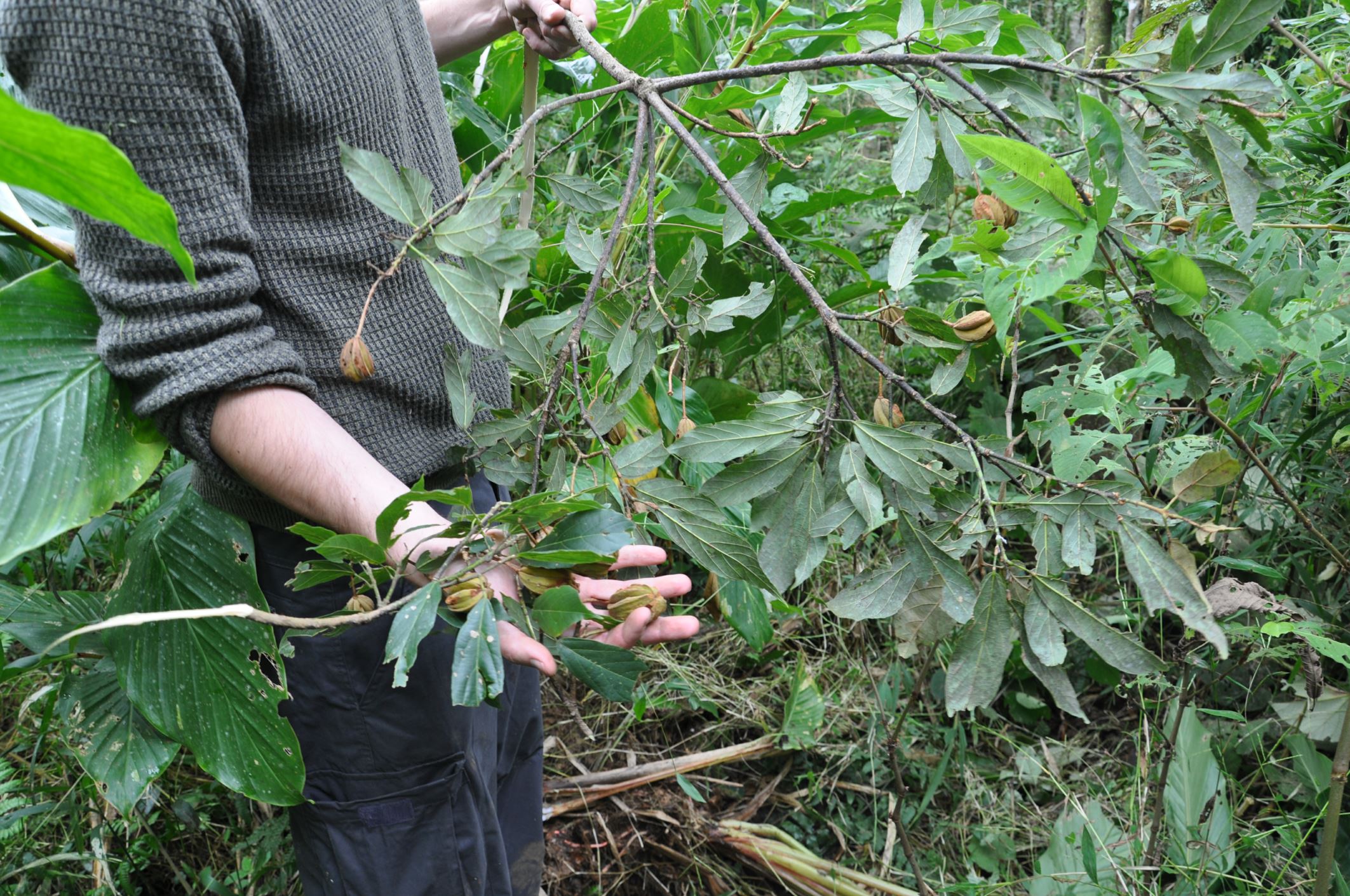 Image of Rehderodendron sp.