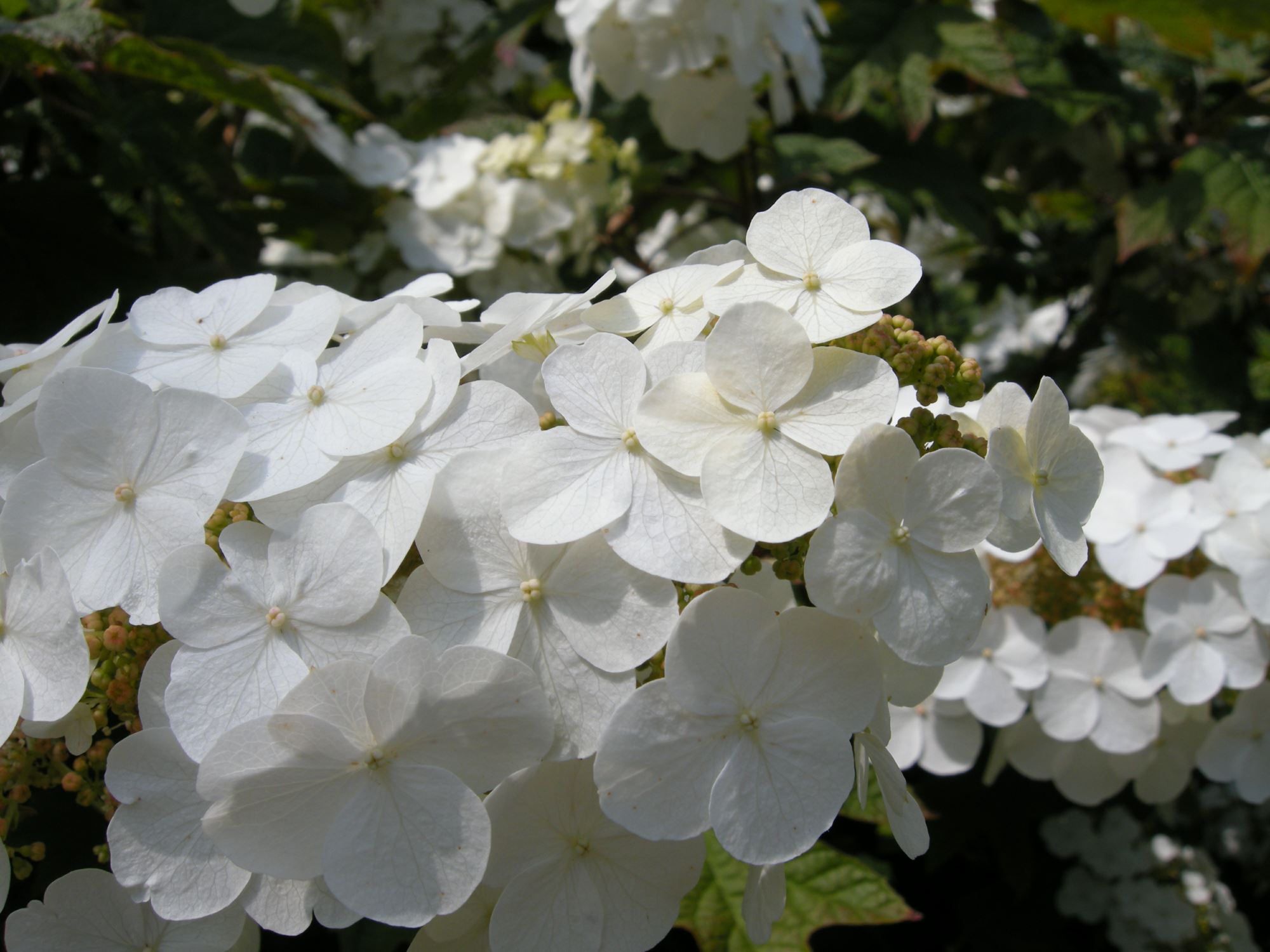 Image of Hydrangea quercifolia 'Snow Flake'