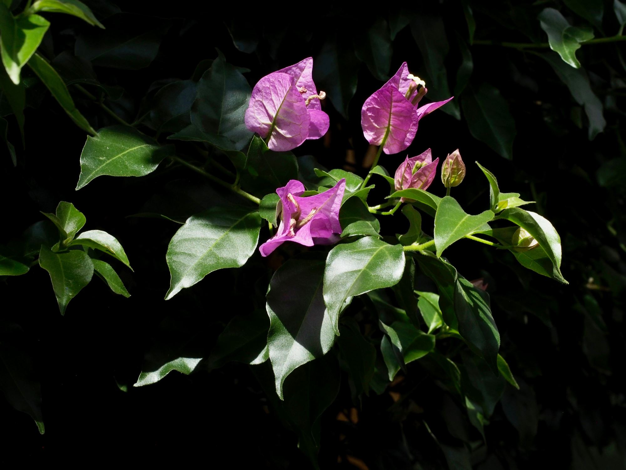 Image of Bougainvillea glabra 'Sanderiana'