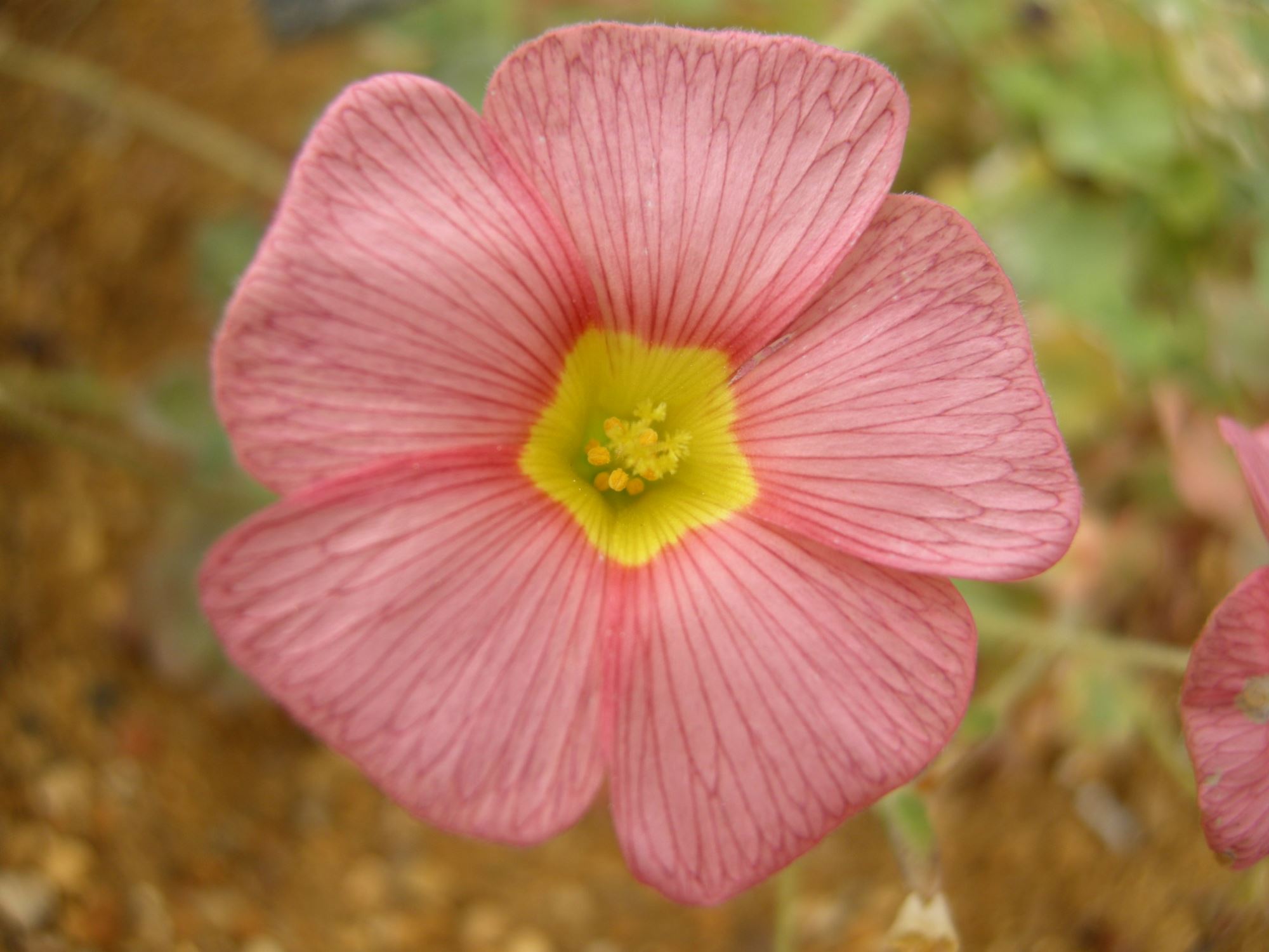 Image of Oxalis obtusa