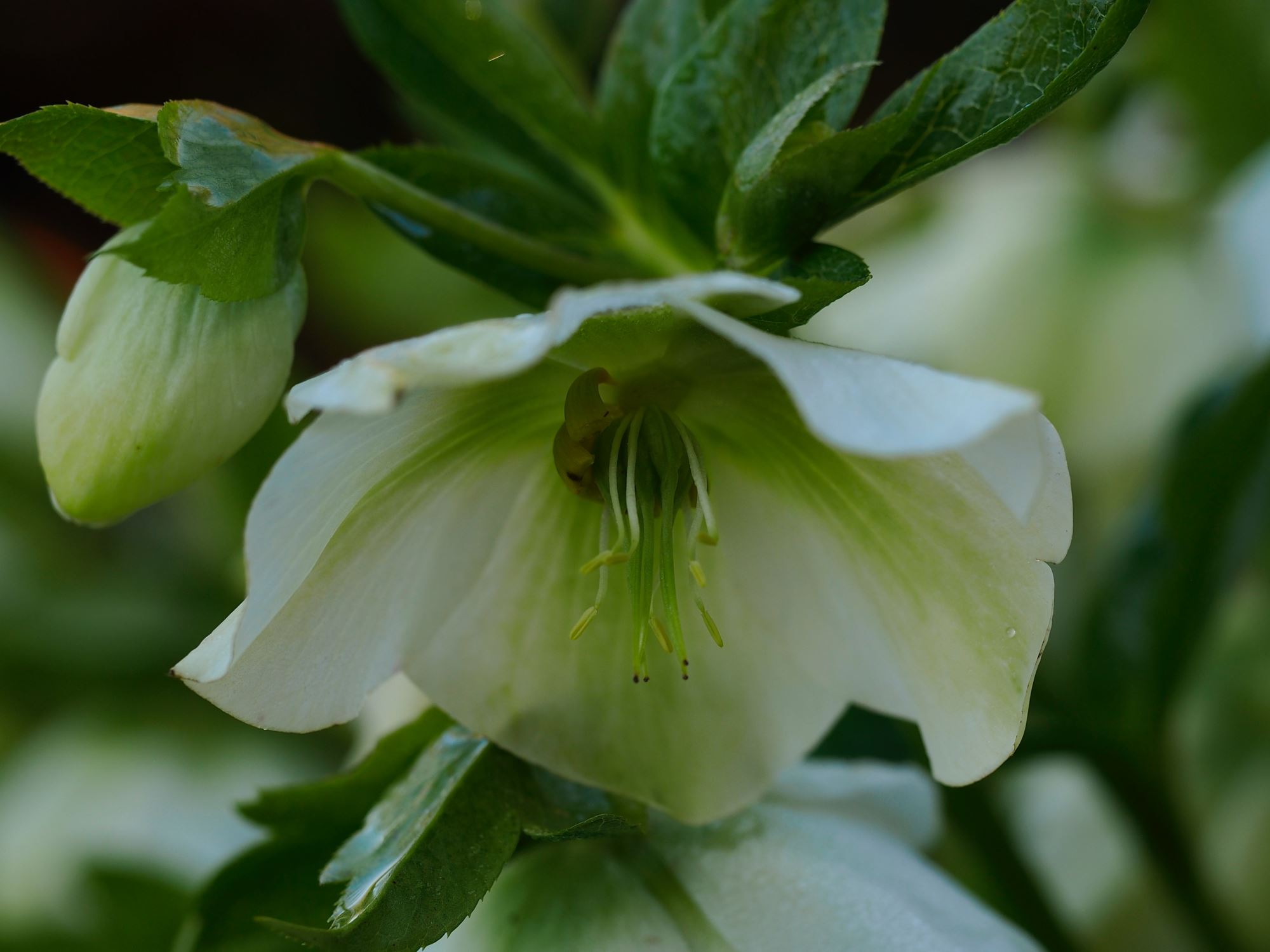 Image of Helleborus Ã— hybridus 'White Lady Spotted'