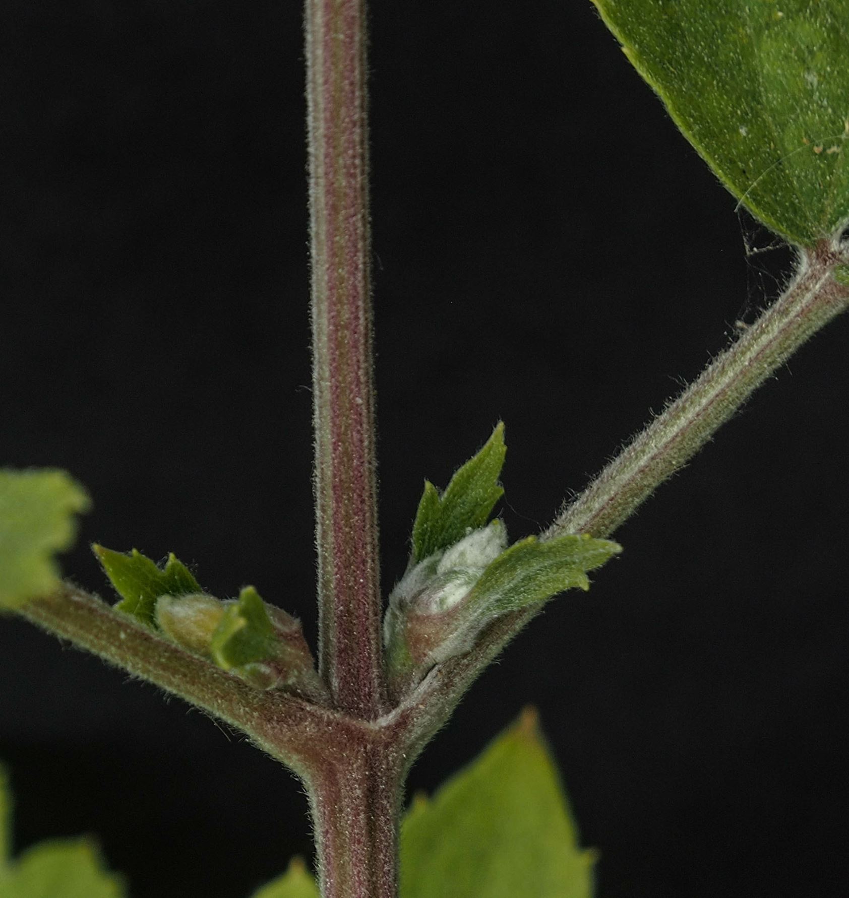 Image of Clematis heracleifolia 'Blue Dwarf'