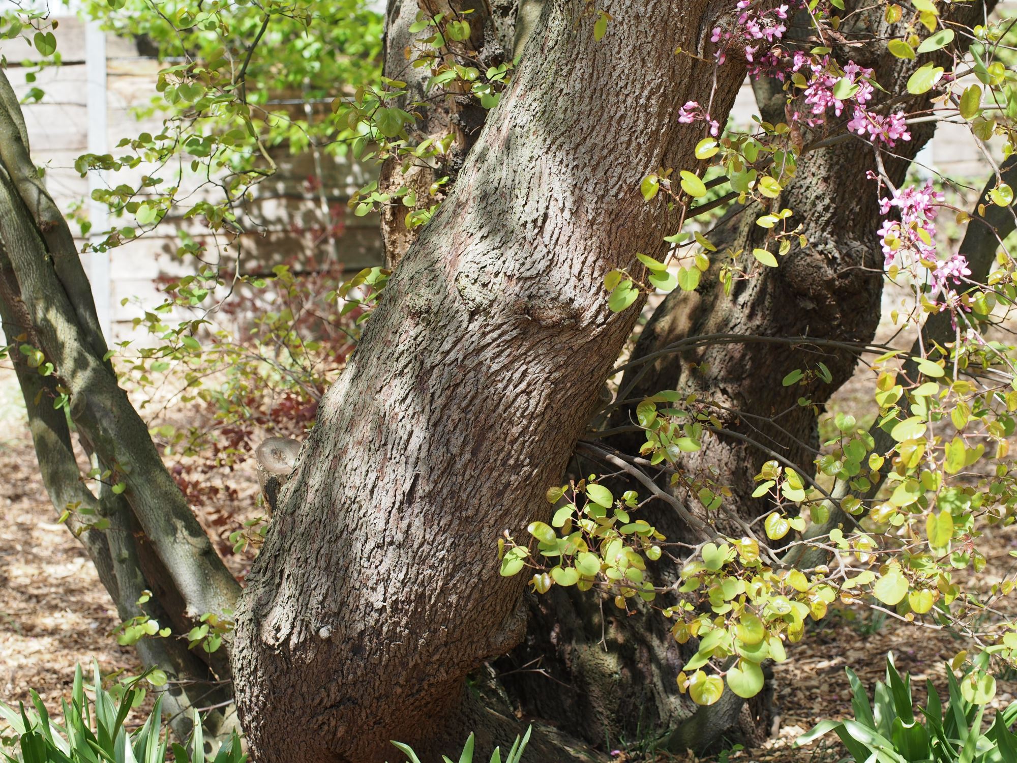 Image of Cercis siliquastrum