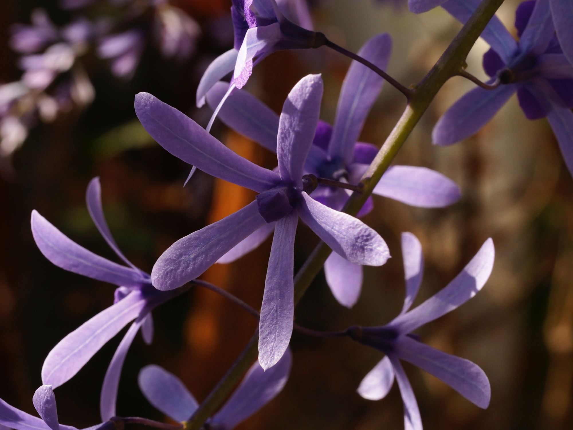 Image of Petrea volubilis