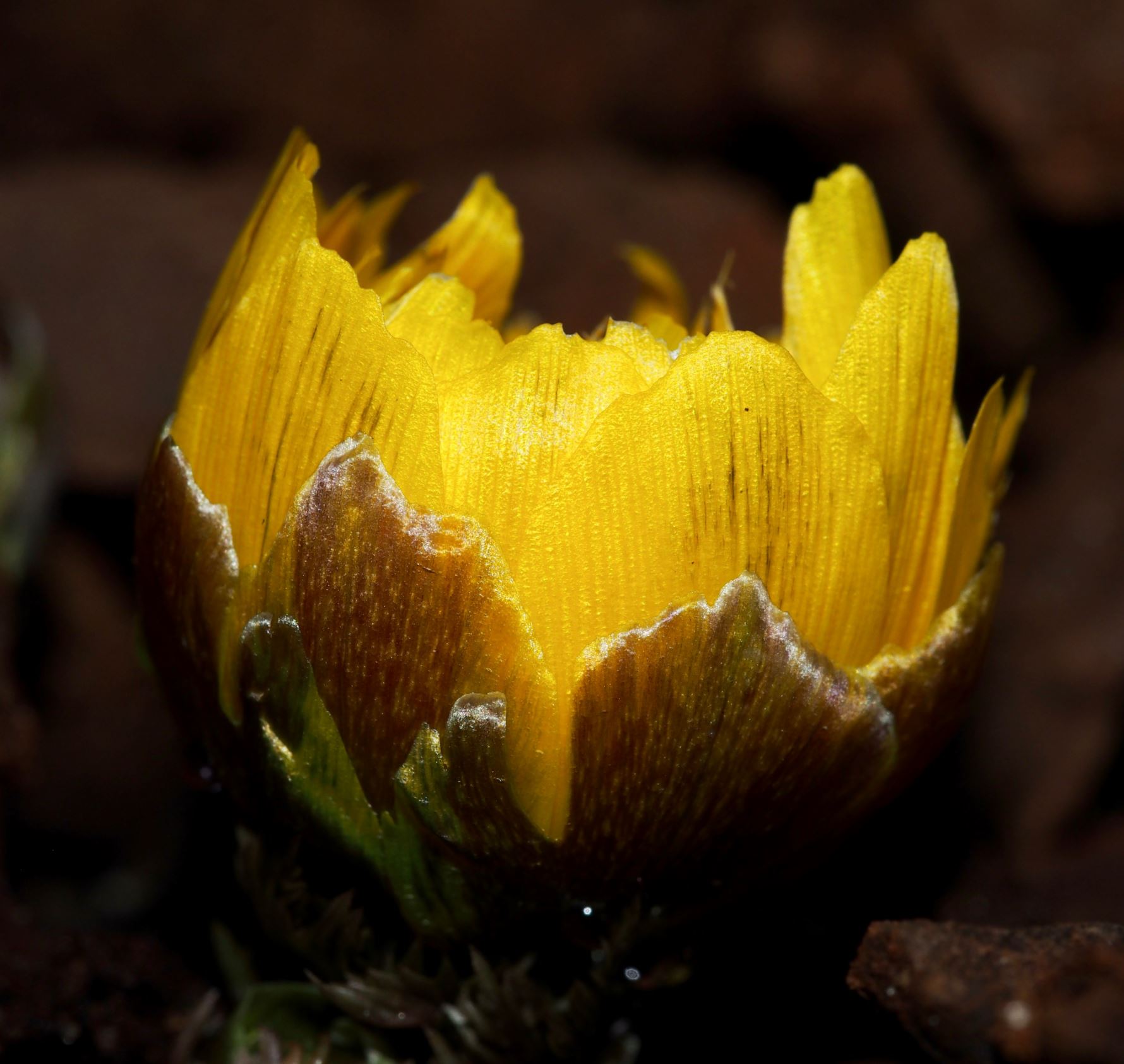 Image of Adonis amurensis