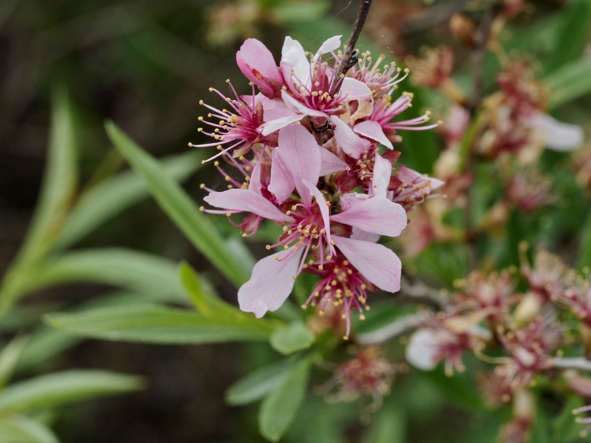 Image of Prunus tenella