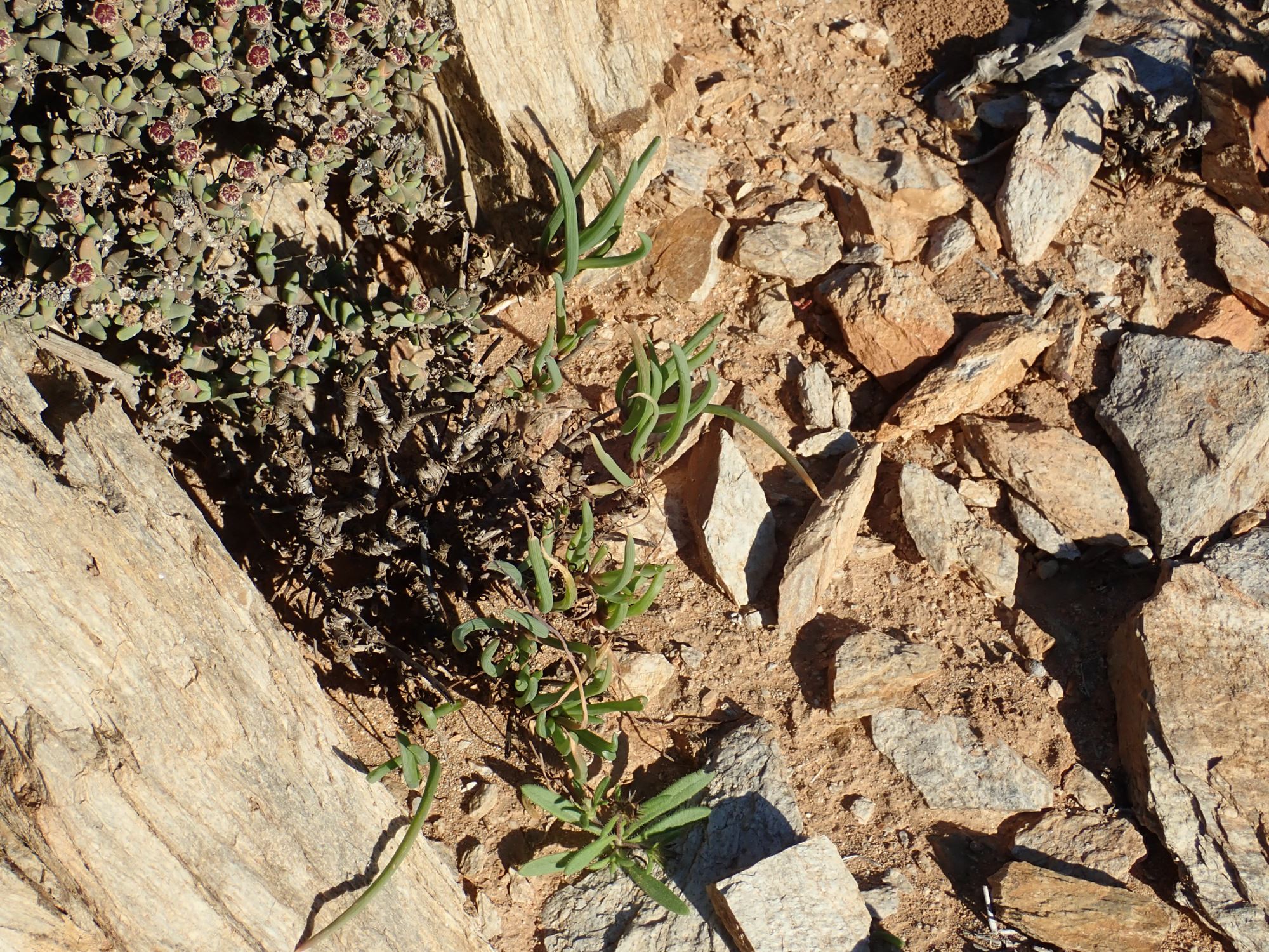Image of Bulbine abyssinica