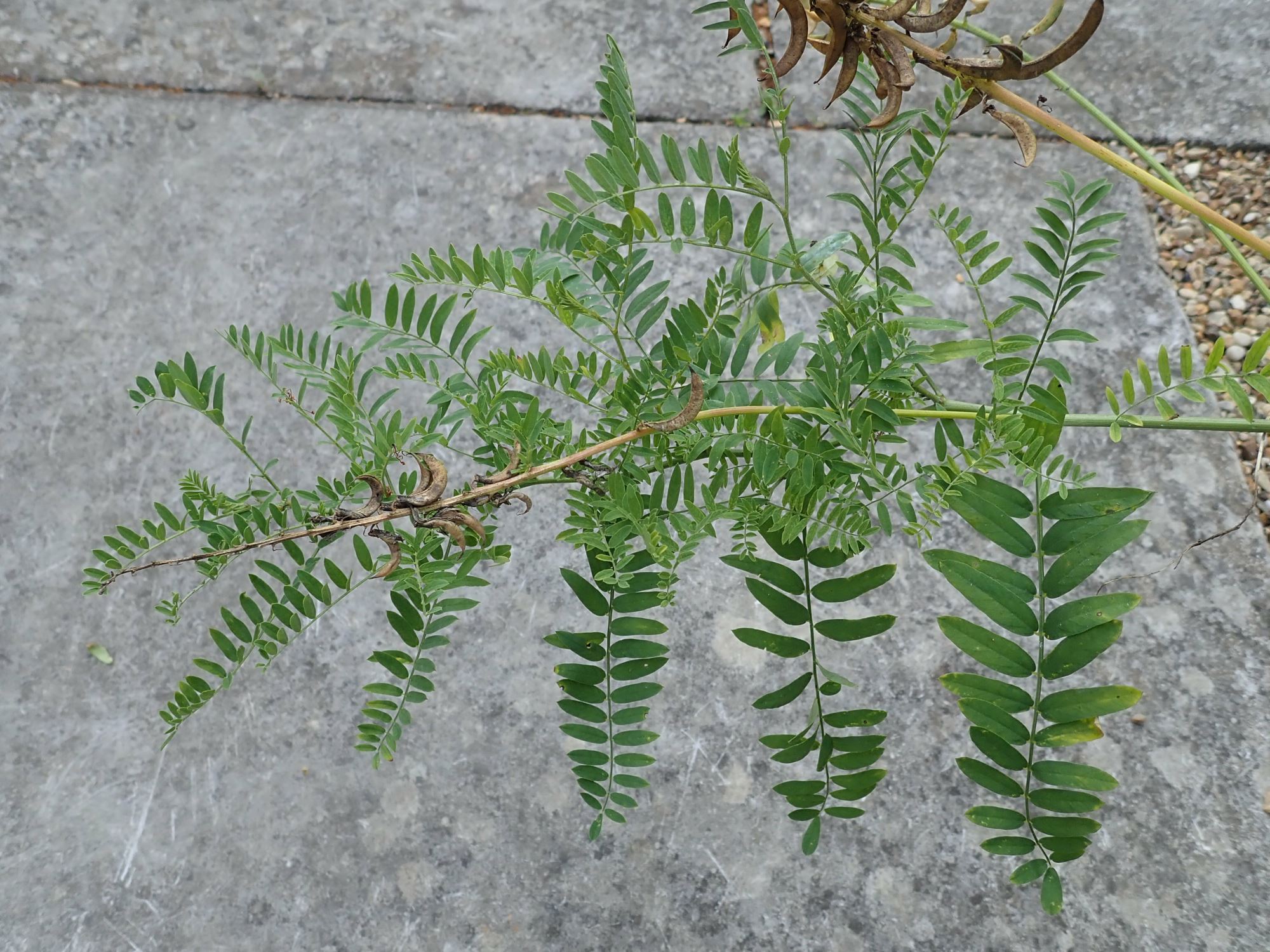 Image of Astragalus falcatus
