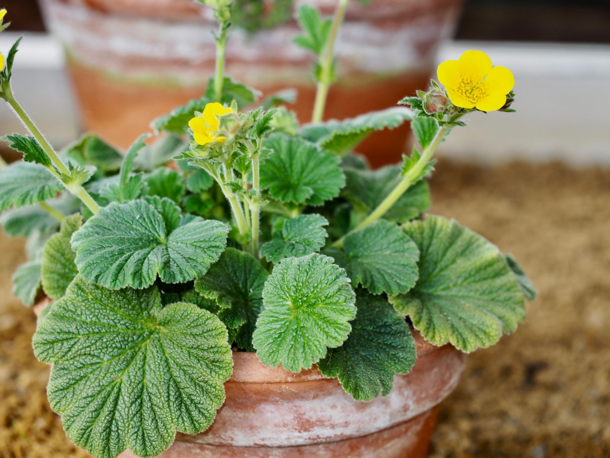 Image of Geum capense