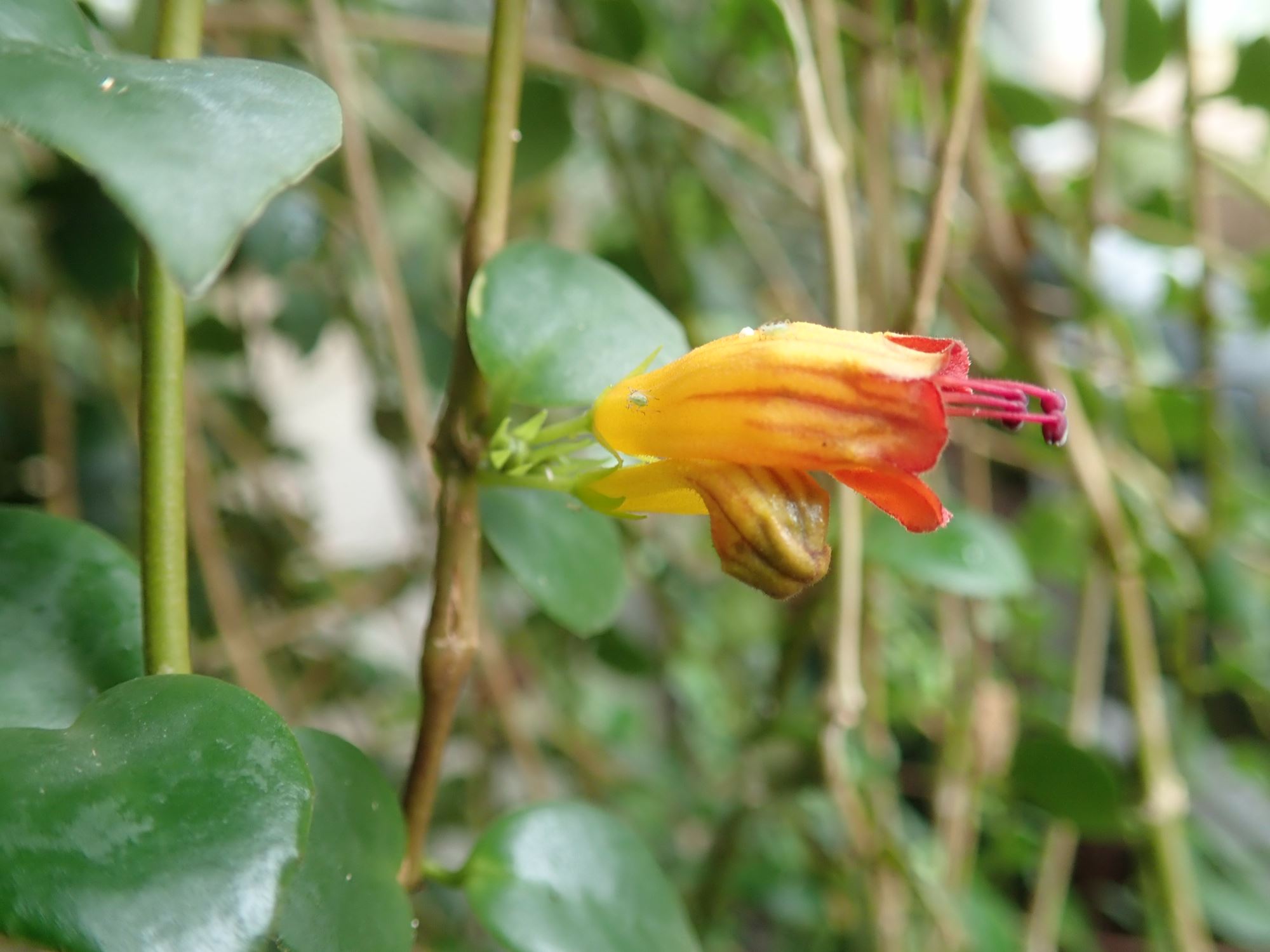 Image of Aeschynanthus dischidioides