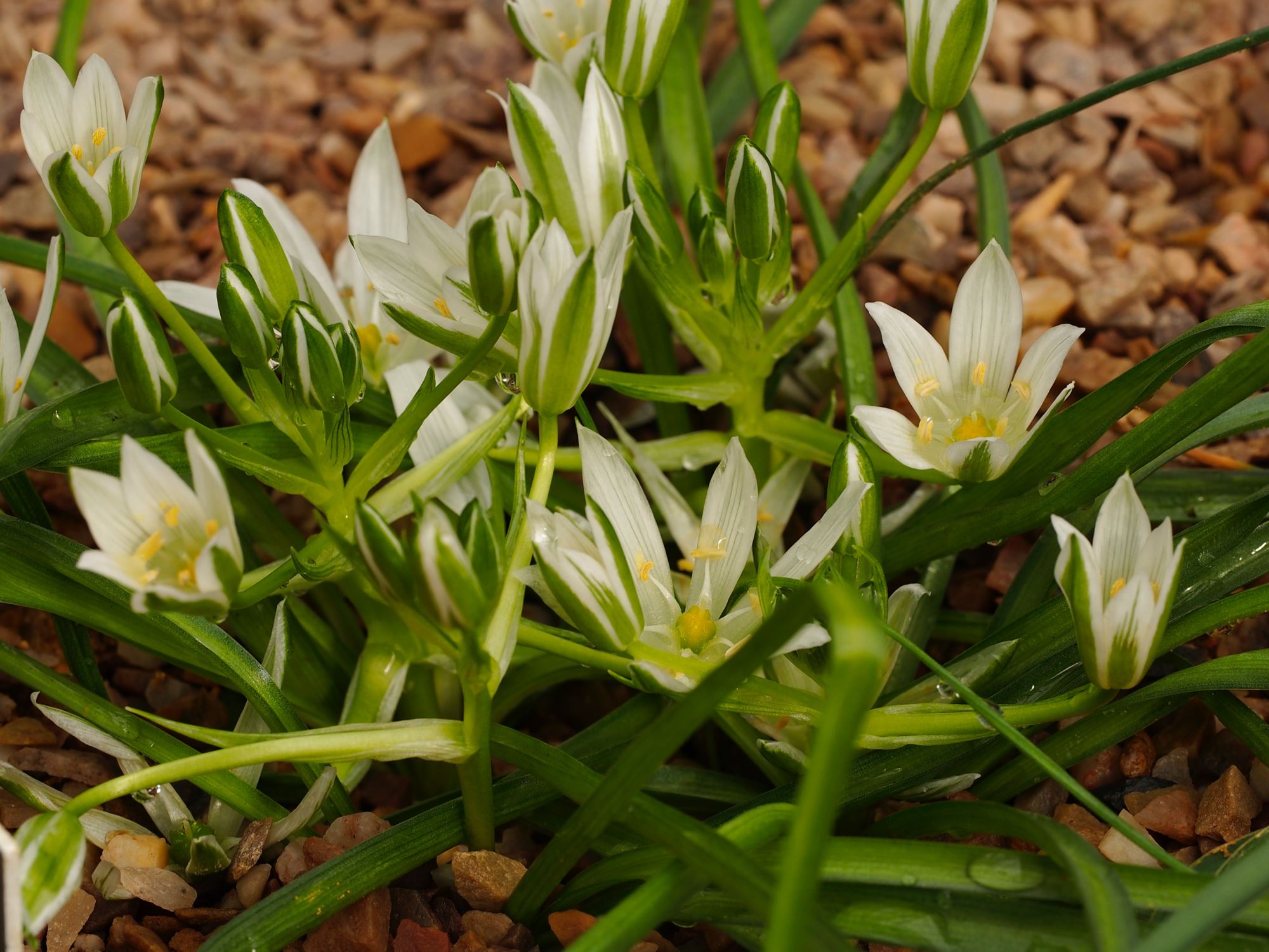 Image of Ornithogalum oligophyllum