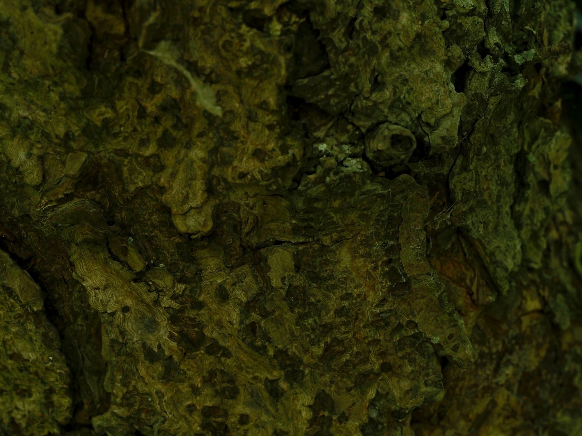 Image of Aesculus glabra var. arguta
