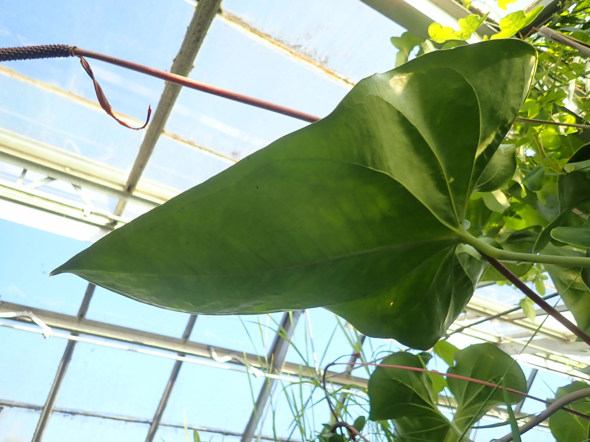 Image of Anthurium verapazense
