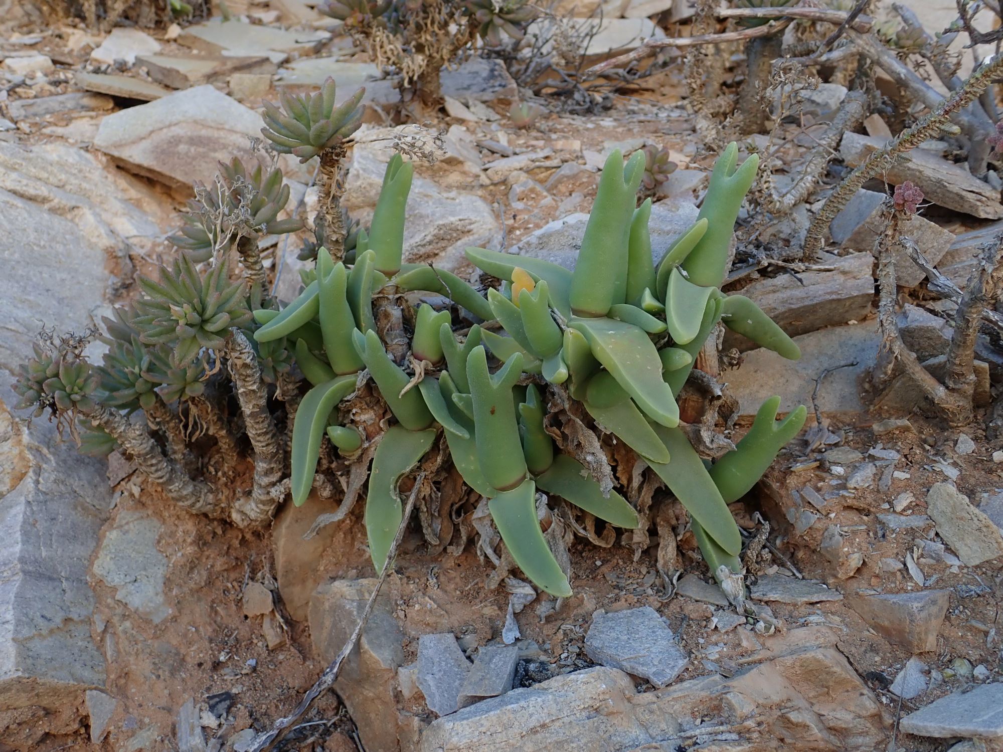 Image of Mitrophyllum mitratum