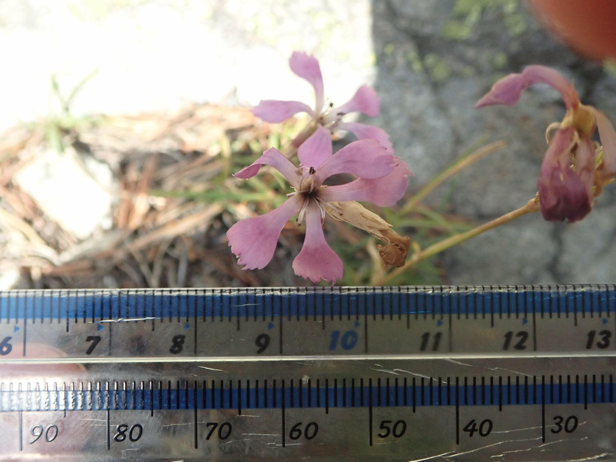 Image of Dianthus sp.