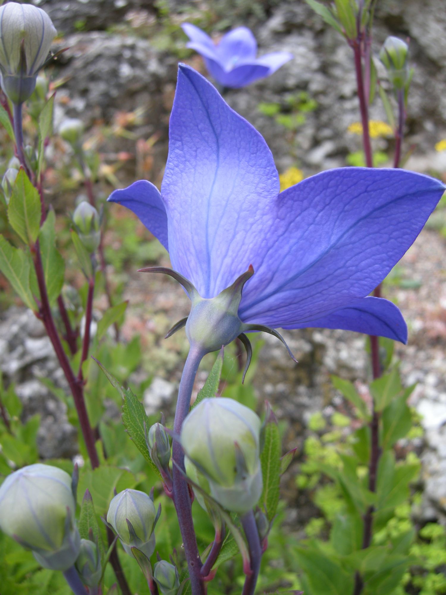 Image of Platycodon grandiflorus