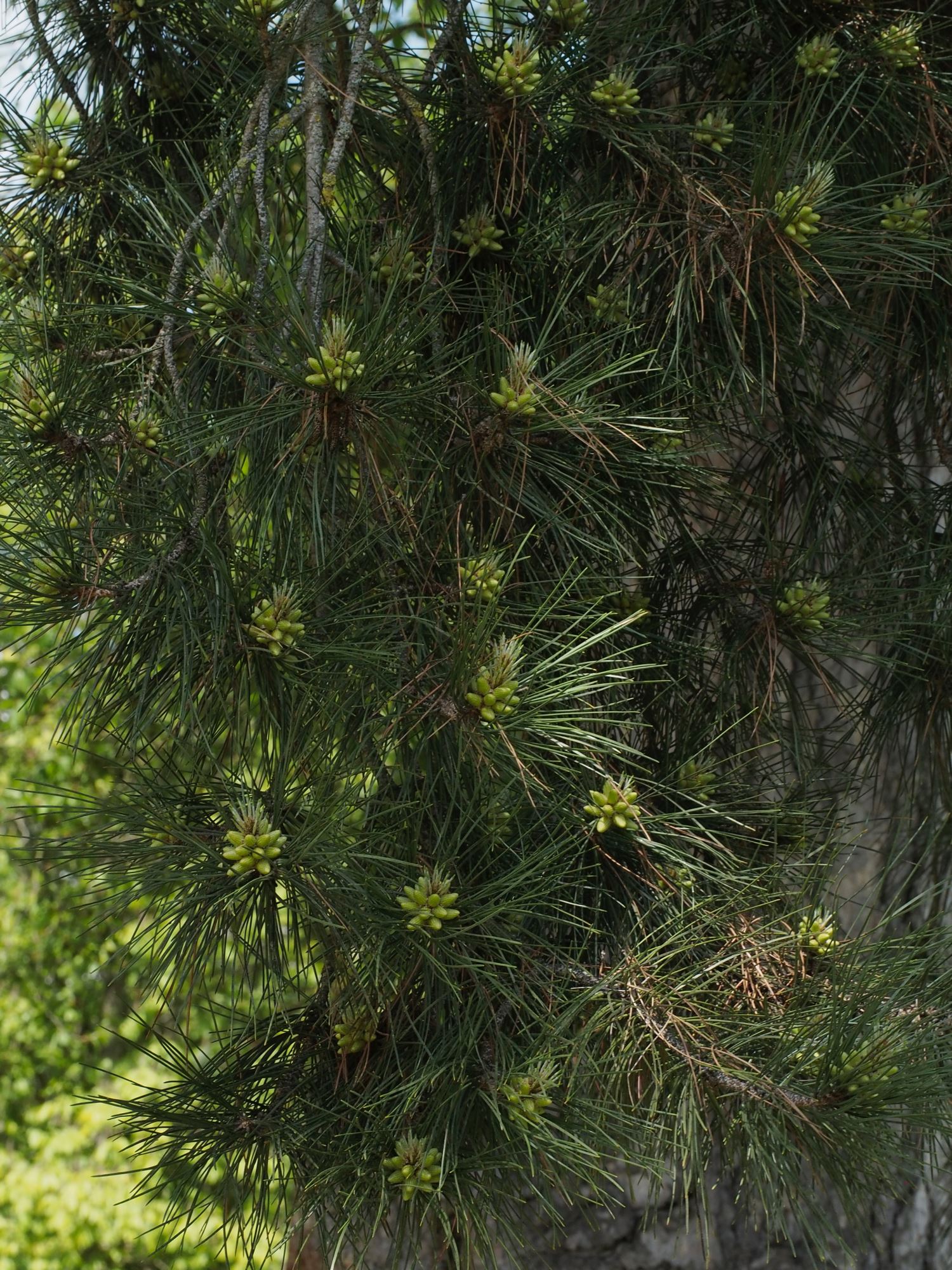 Image of Pinus nigra subsp. laricio