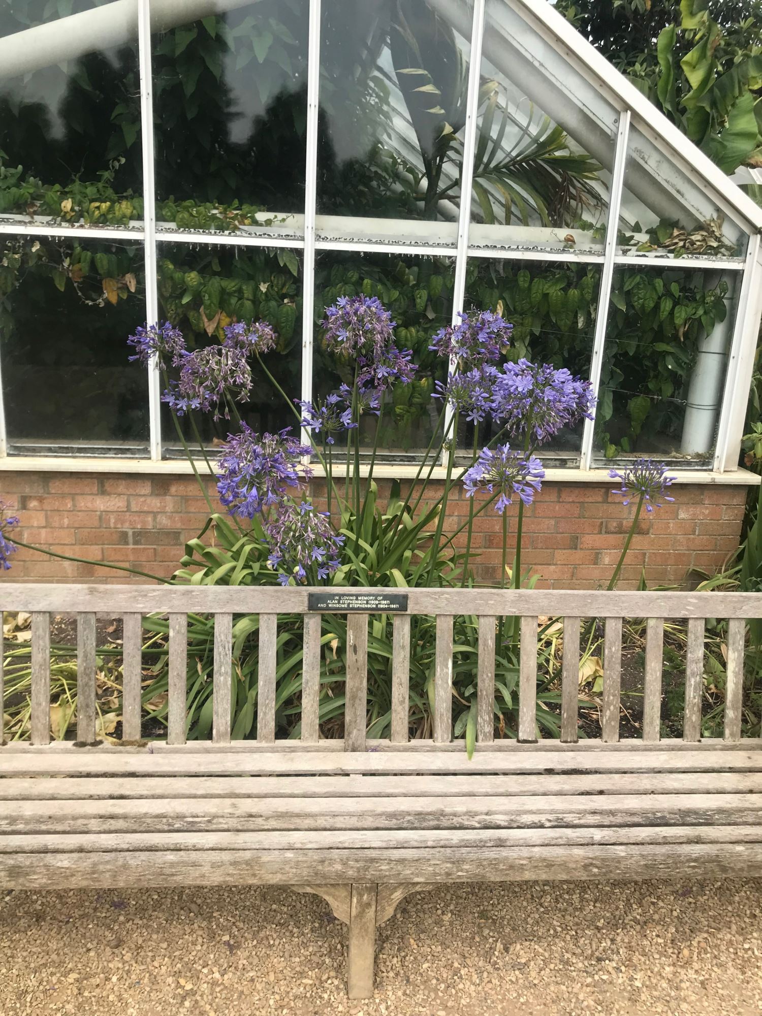 Image of Agapanthus praecox subsp. orientalis