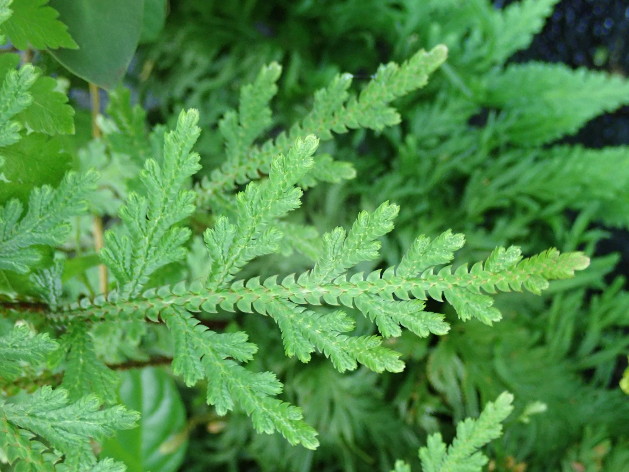 Image of Selaginella erythropus