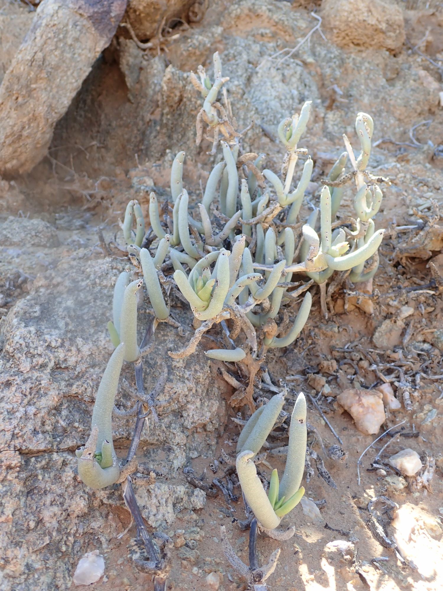 Image of Cephalophyllum herrei