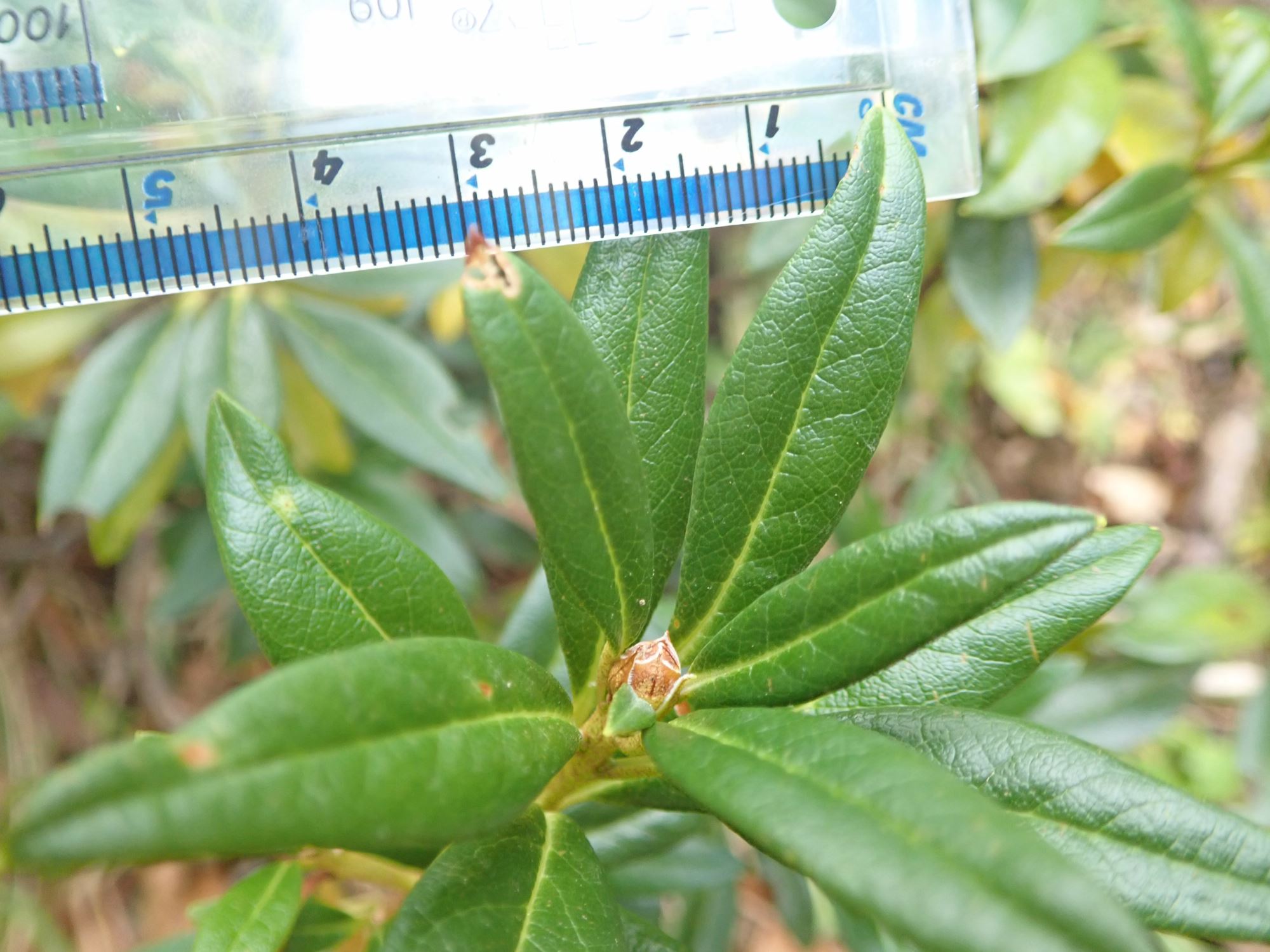 Image of Rhododendron ferrugineum
