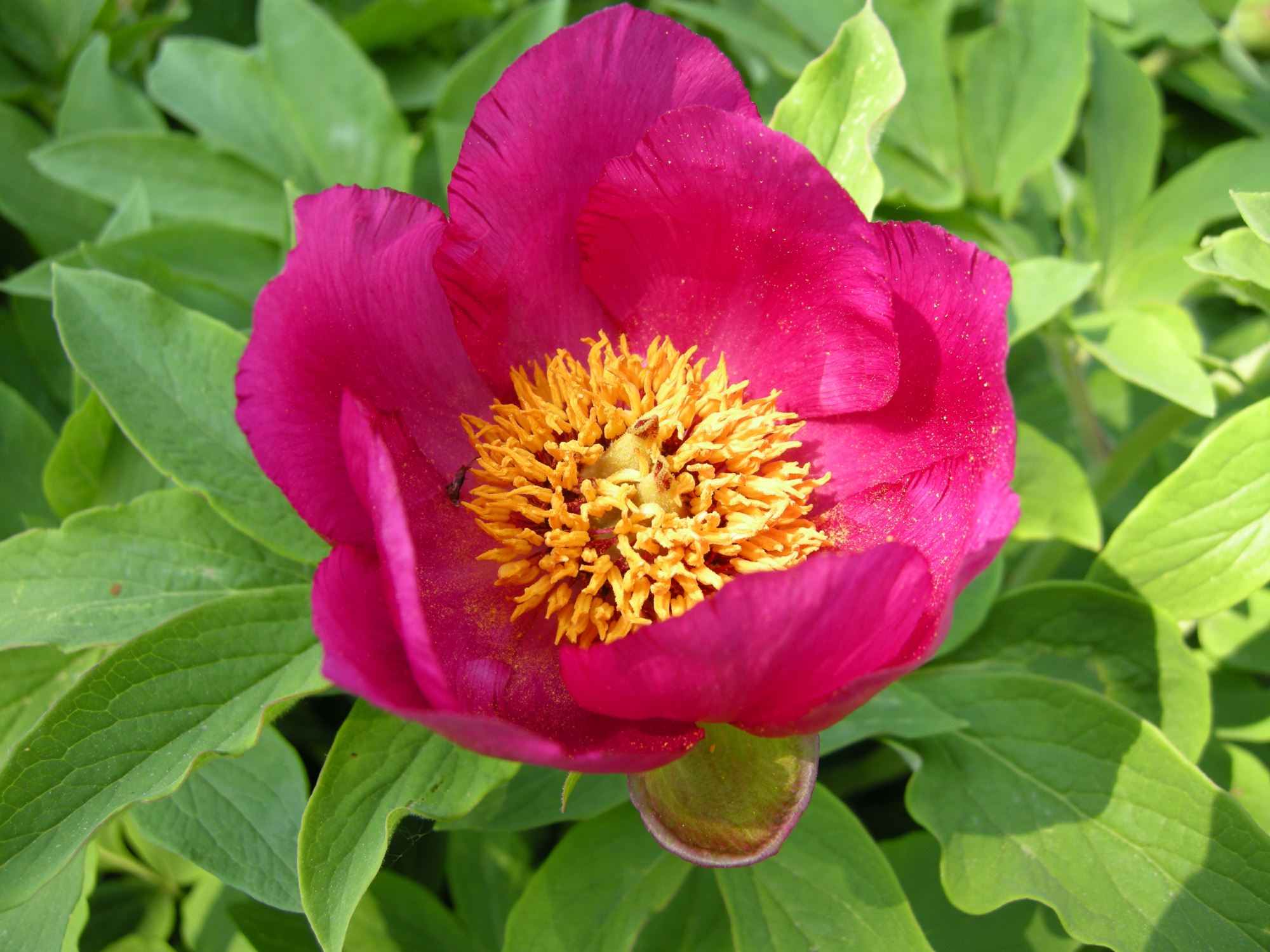 Image of Paeonia mascula