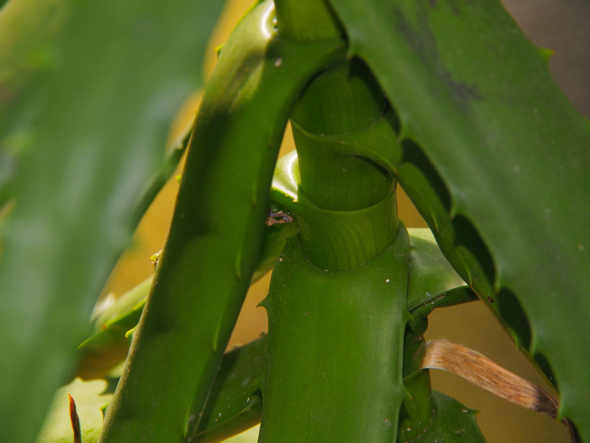 Image of Aloe kedongensis