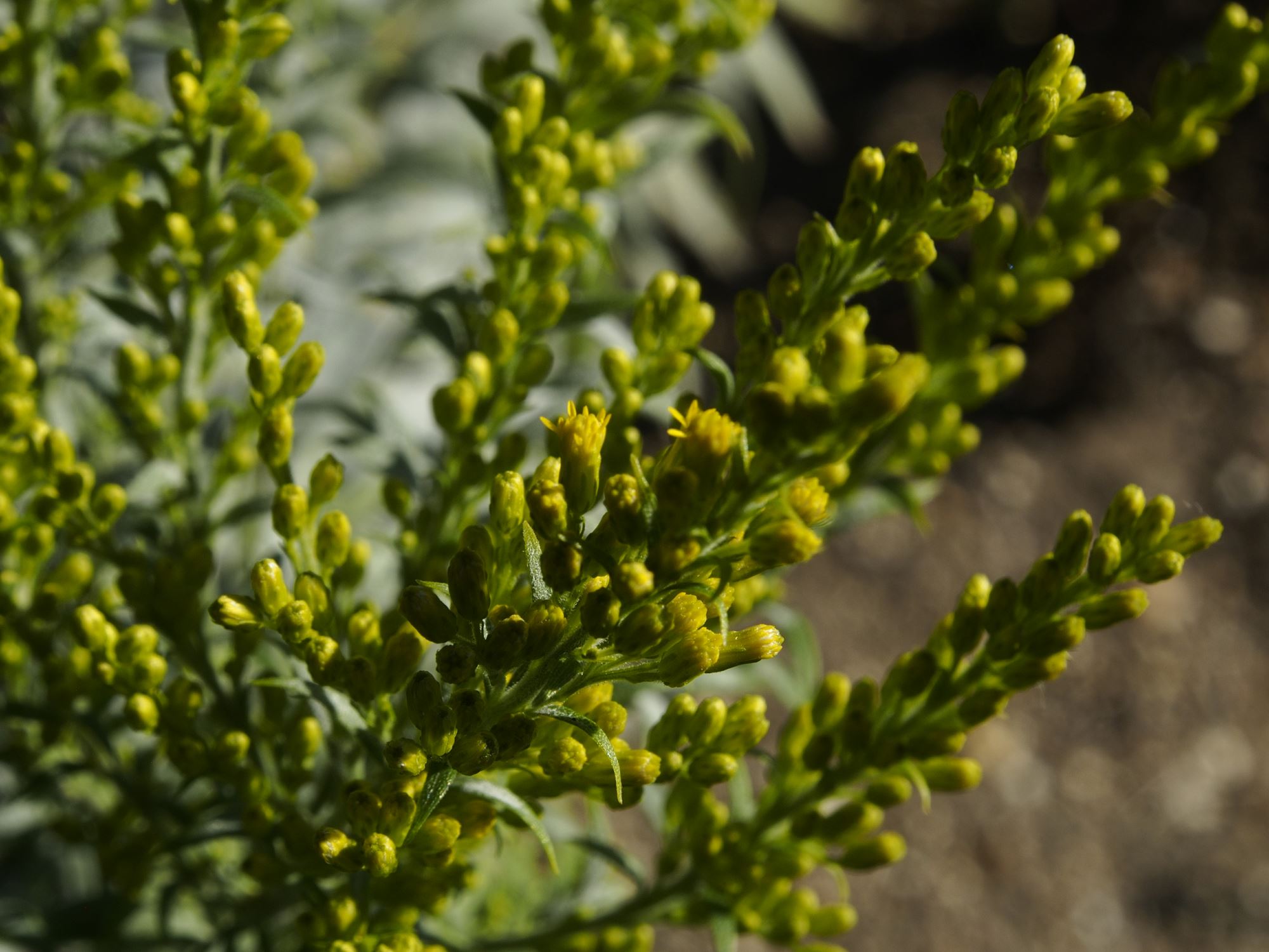 Image of Solidago glomerata