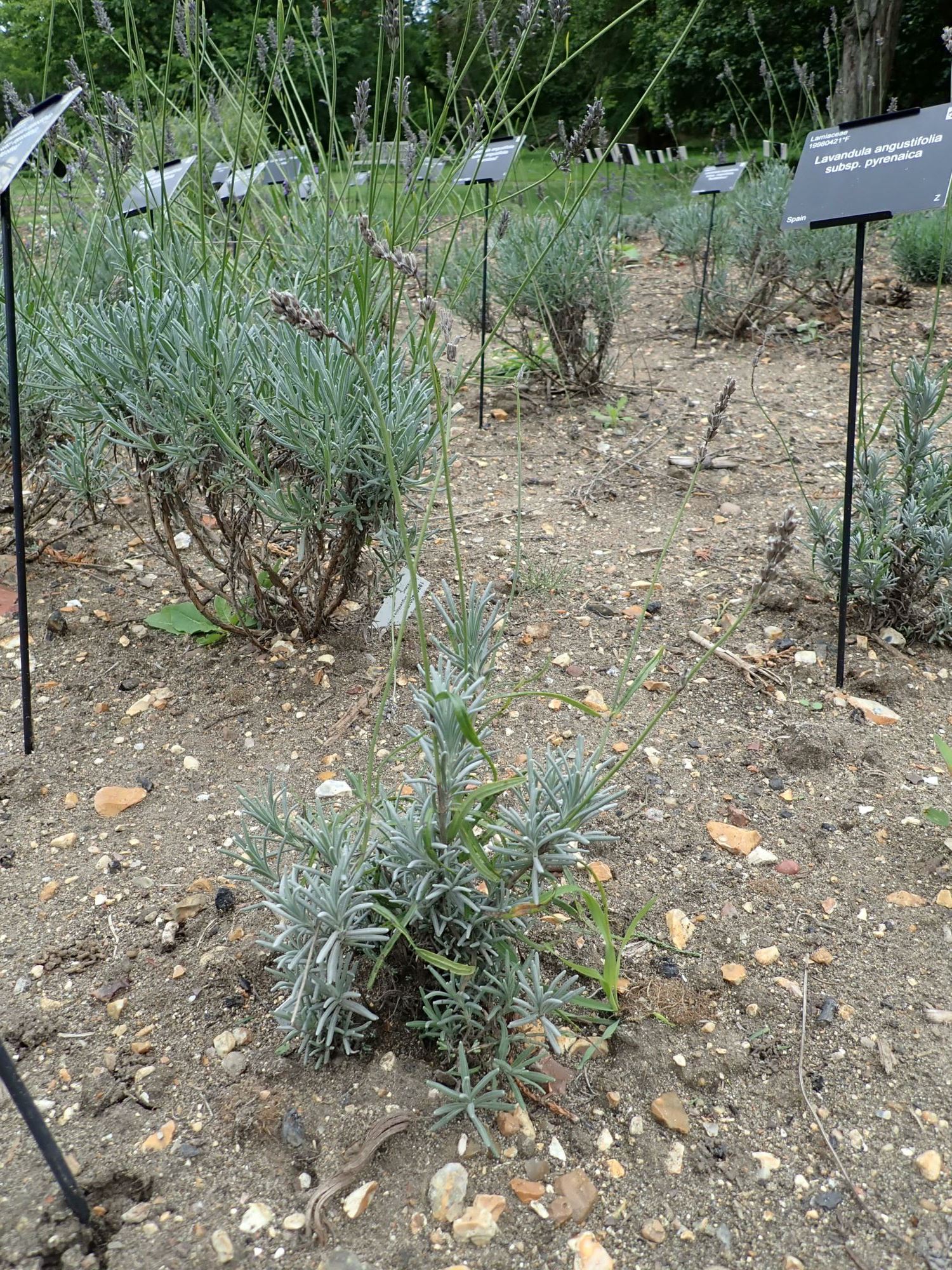 Image of Lavandula angustifolia subsp. pyrenaica