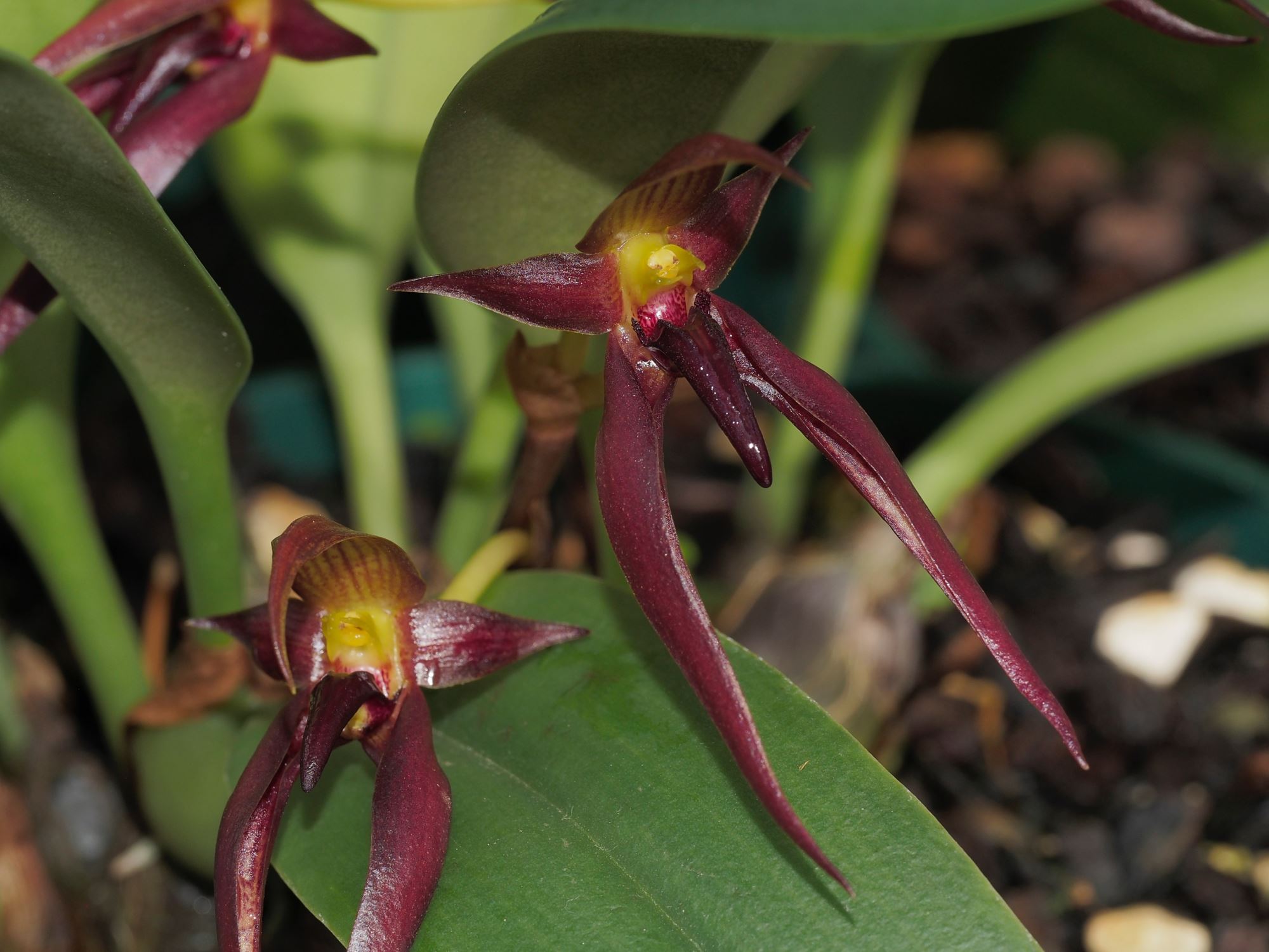 Image of Bulbophyllum mearnsii