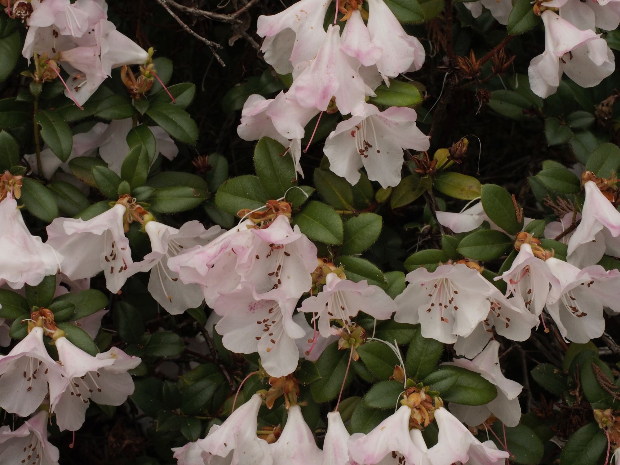 Image of Rhododendron 'Cilpinense'