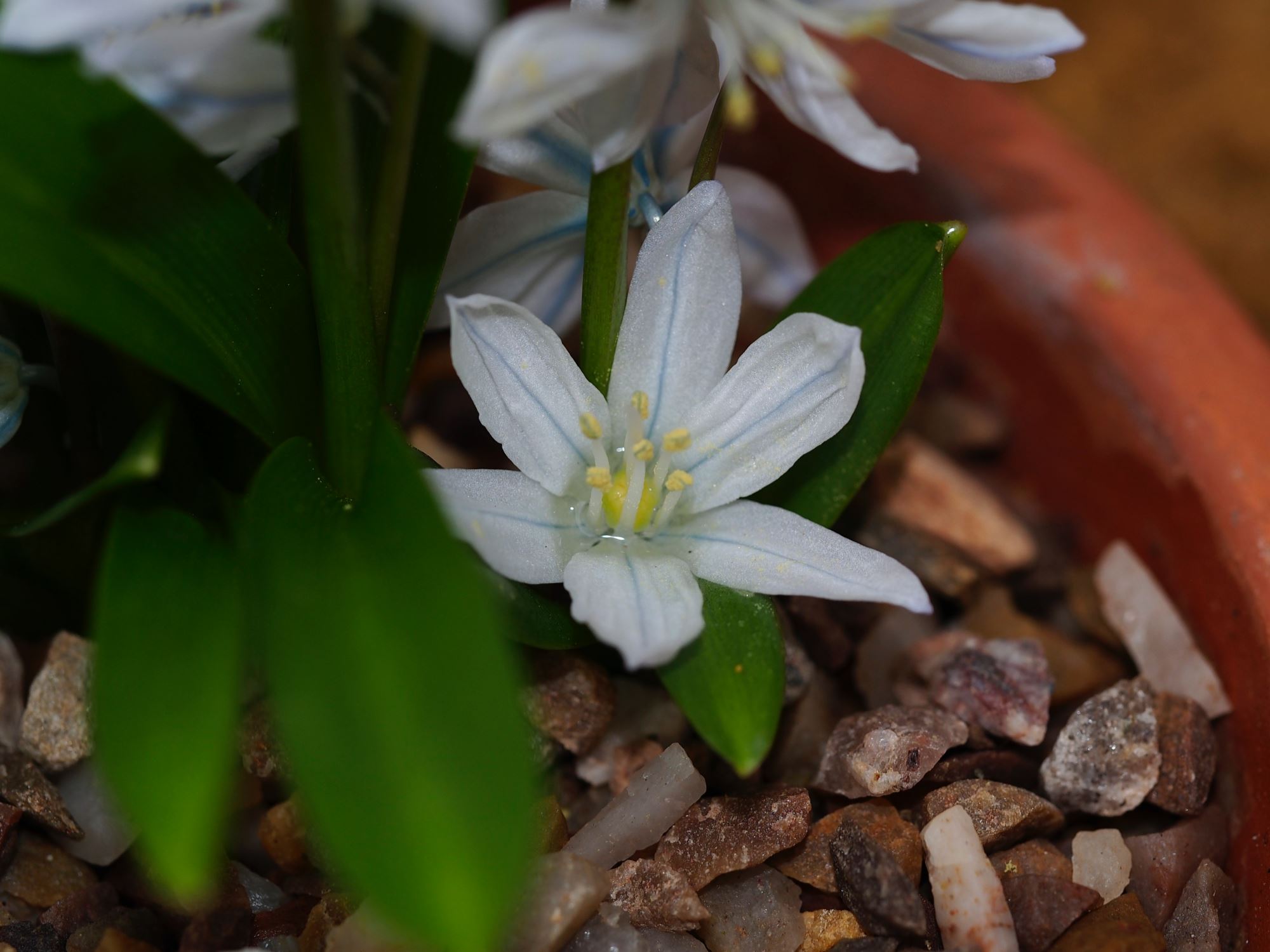 Image of Scilla mischtschenkoana