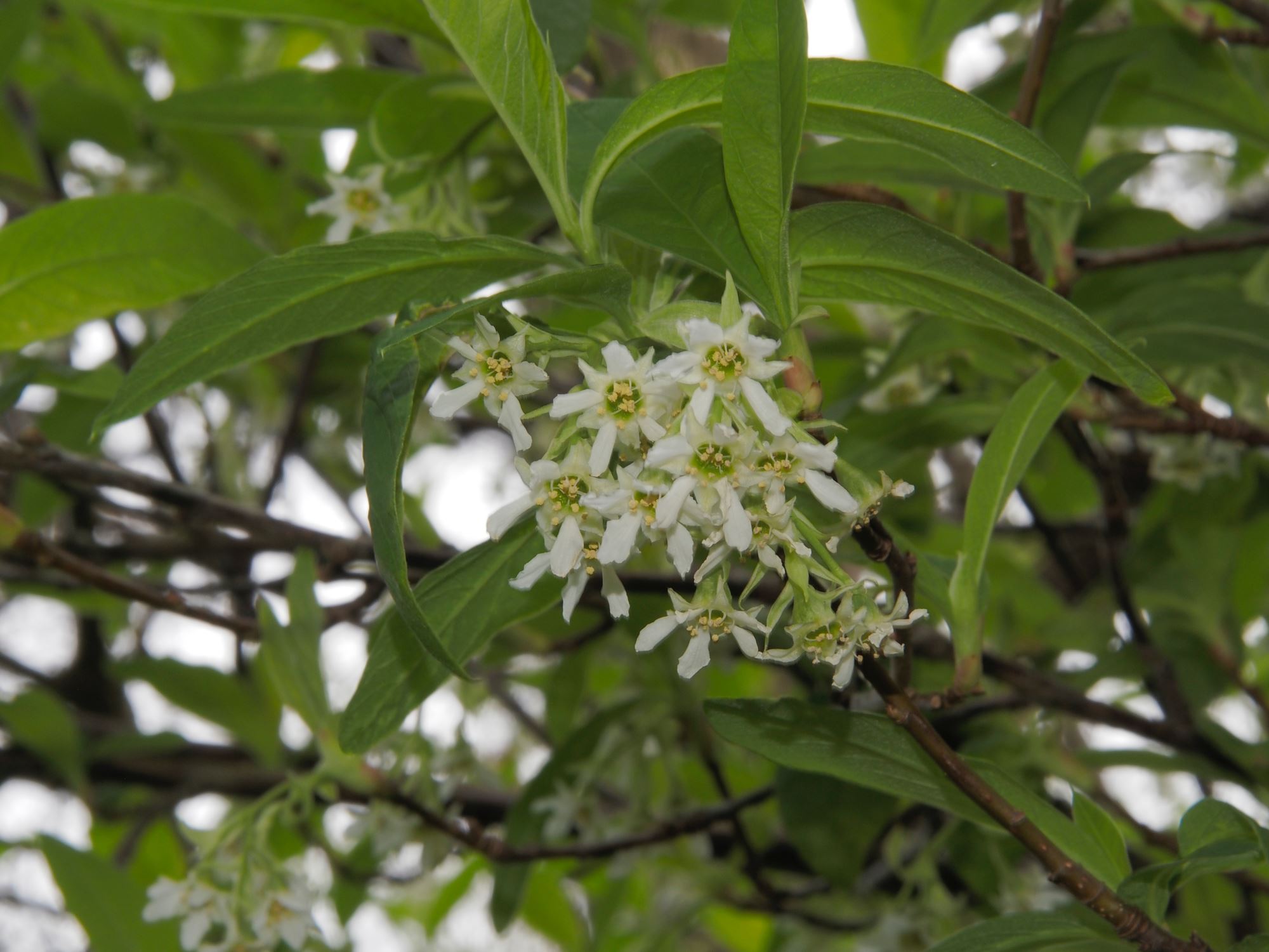 Image of Oemleria cerasiformis