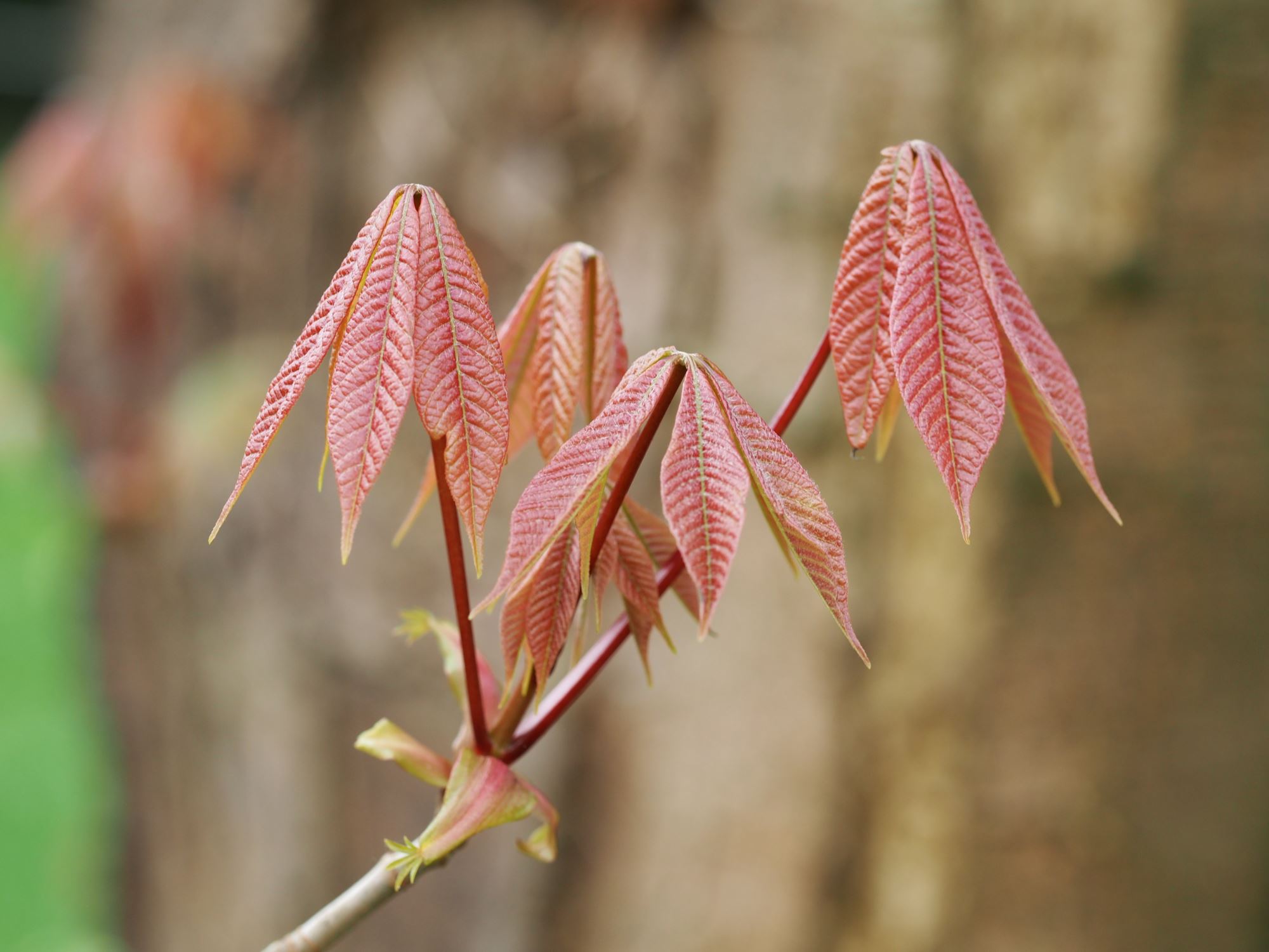 Image of Aesculus indica