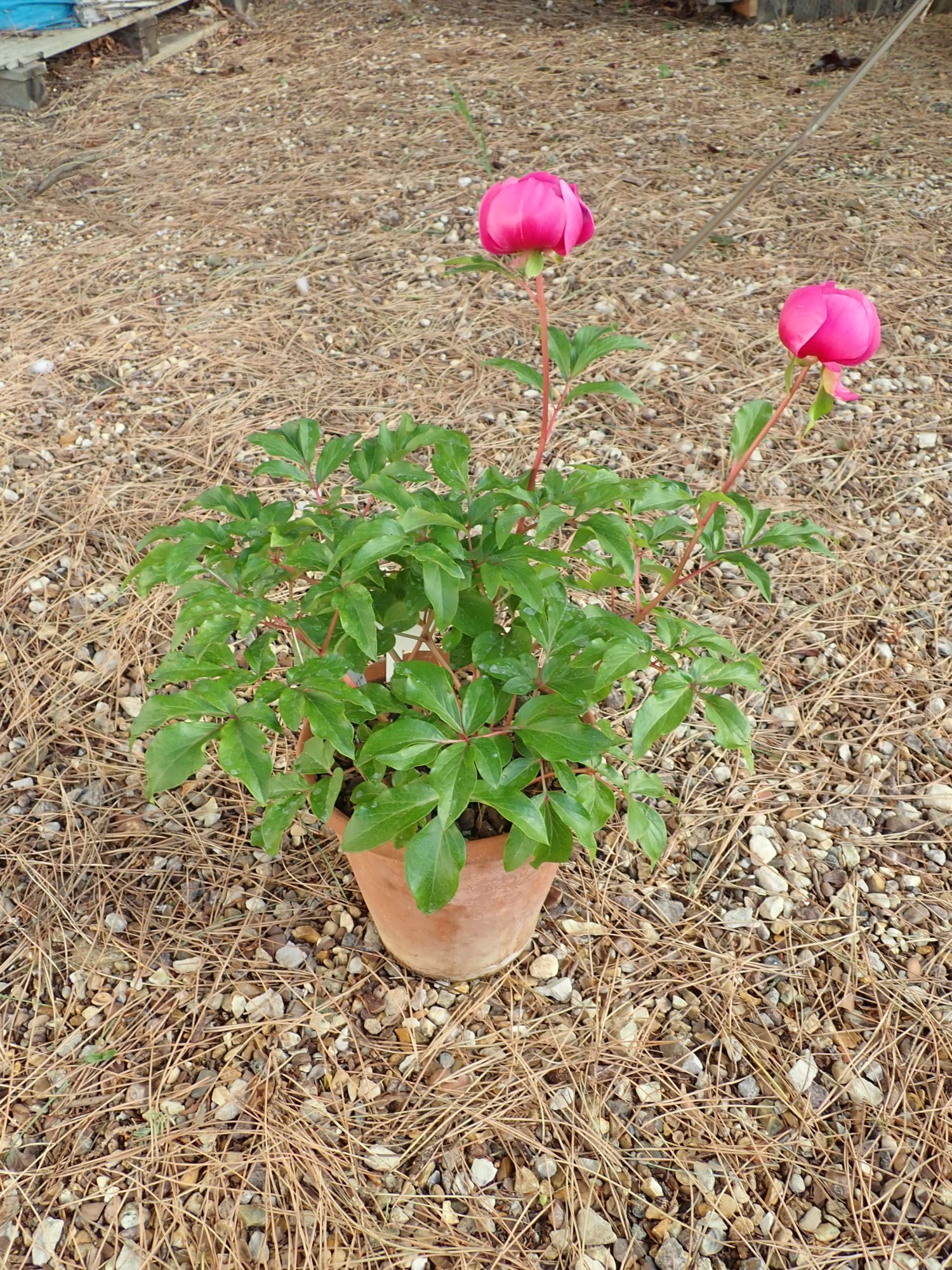 Image of Paeonia mascula subsp. mascula