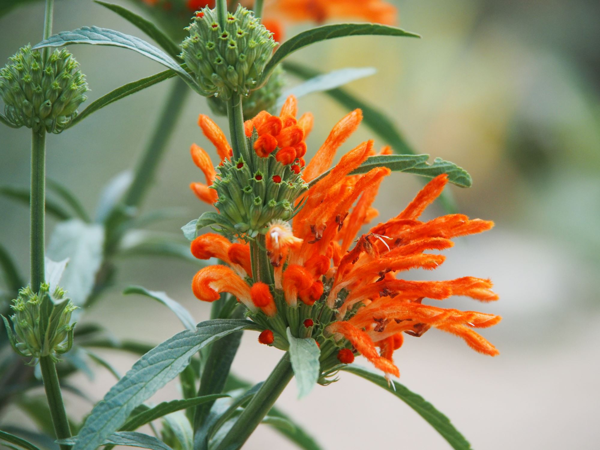 Image of Leonotis leonurus