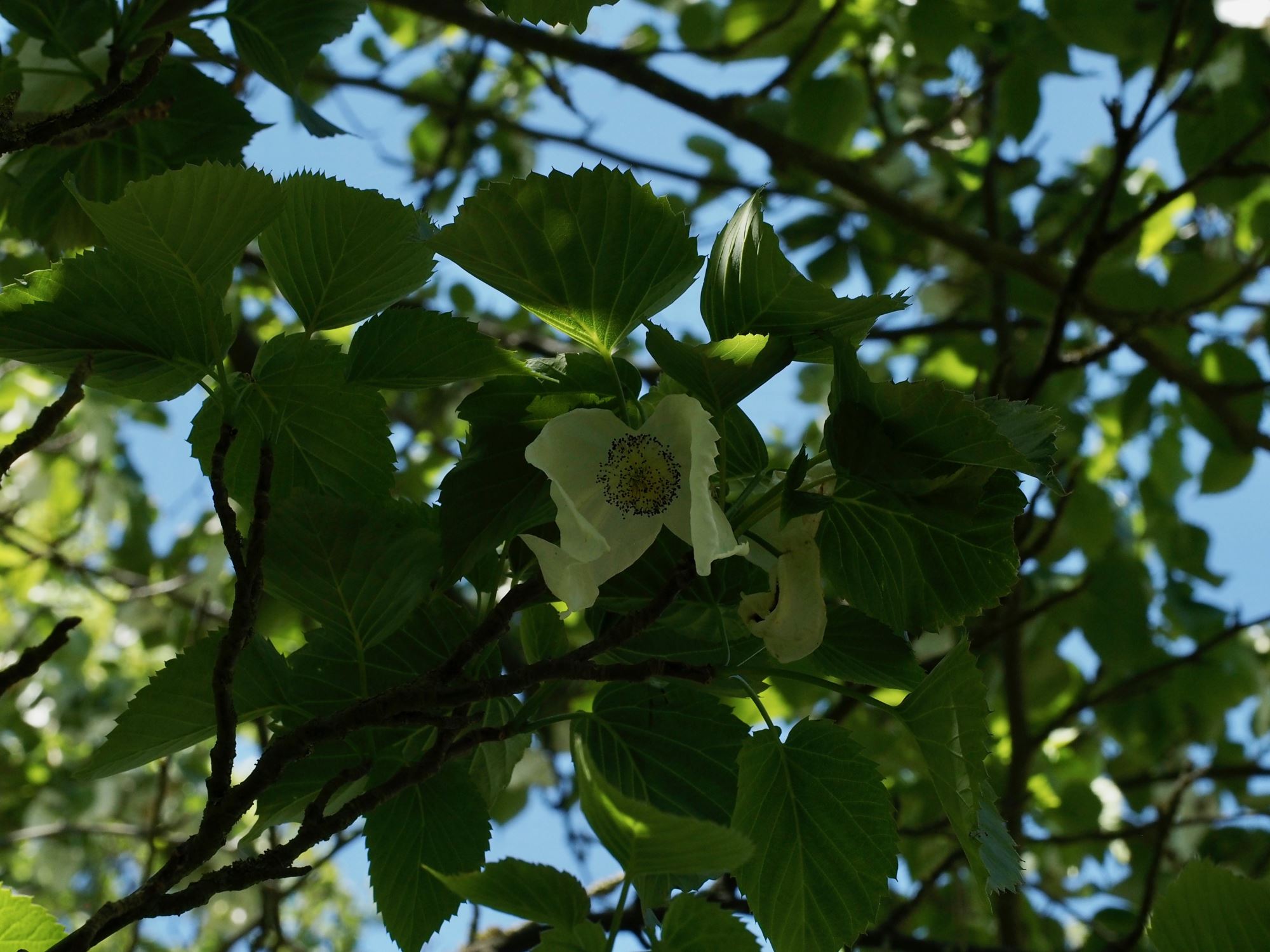 Image of Davidia involucrata