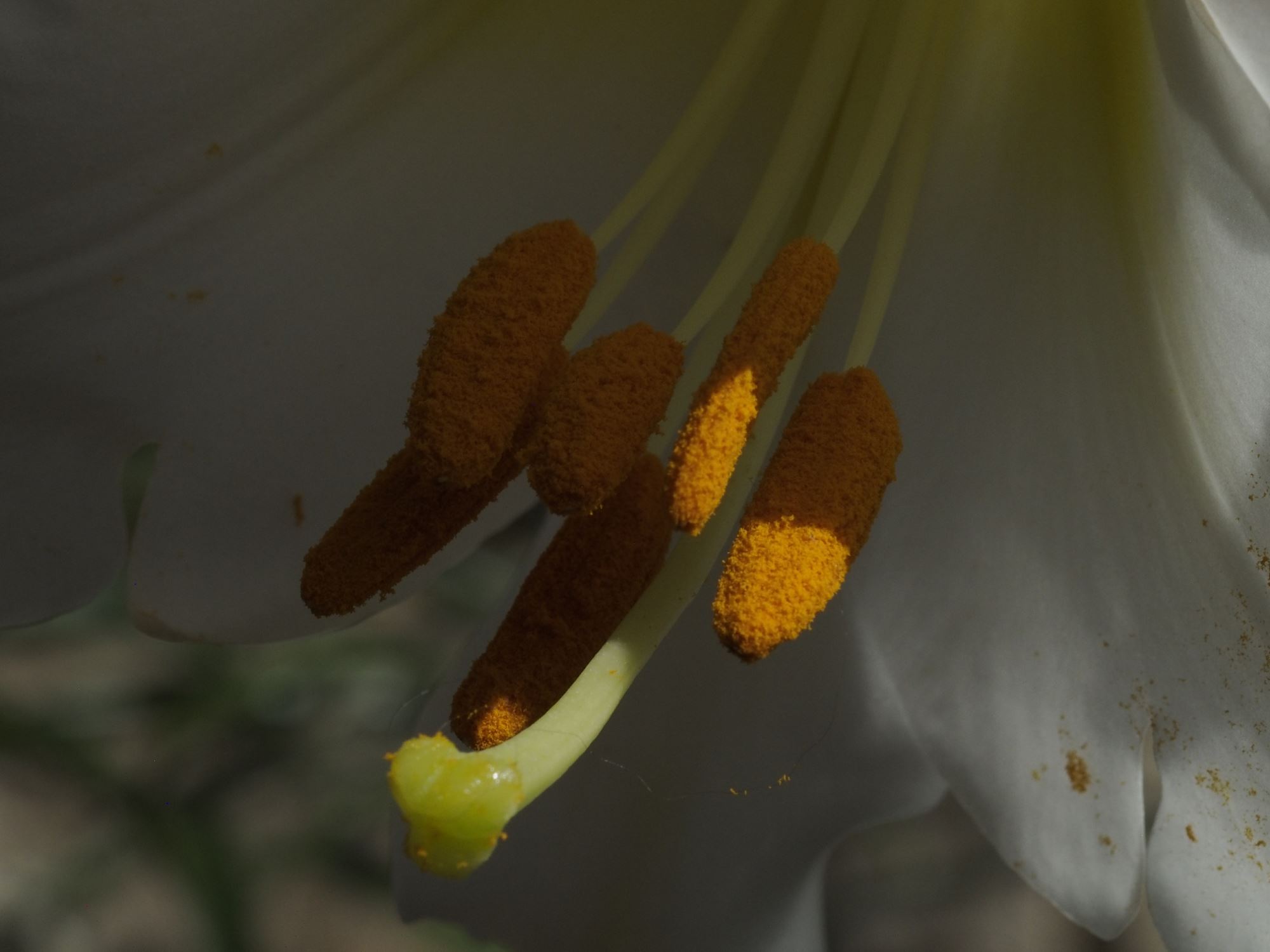 Image of Lilium pumilum
