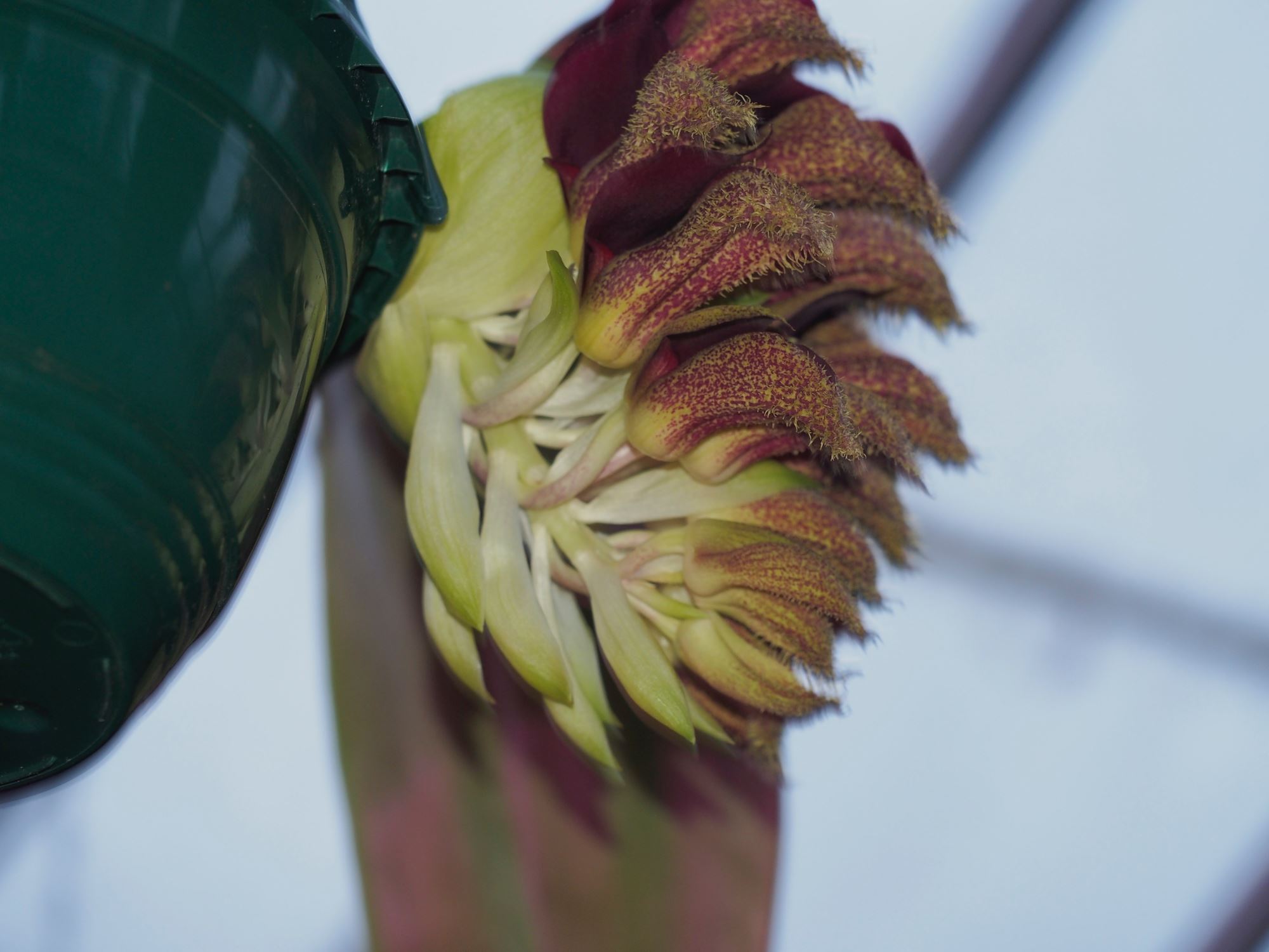 Image of Bulbophyllum phalaenopsis
