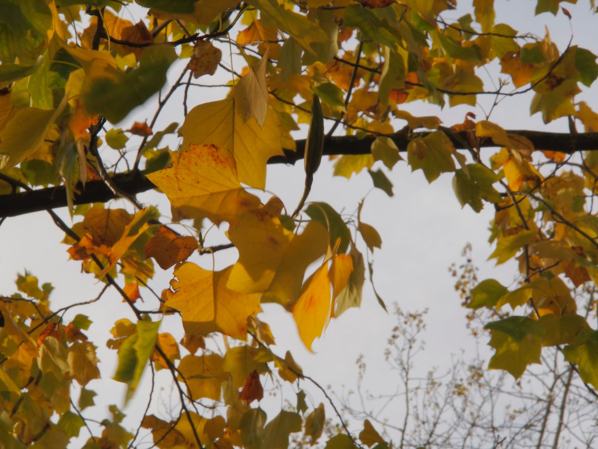 Image of Liriodendron tulipifera